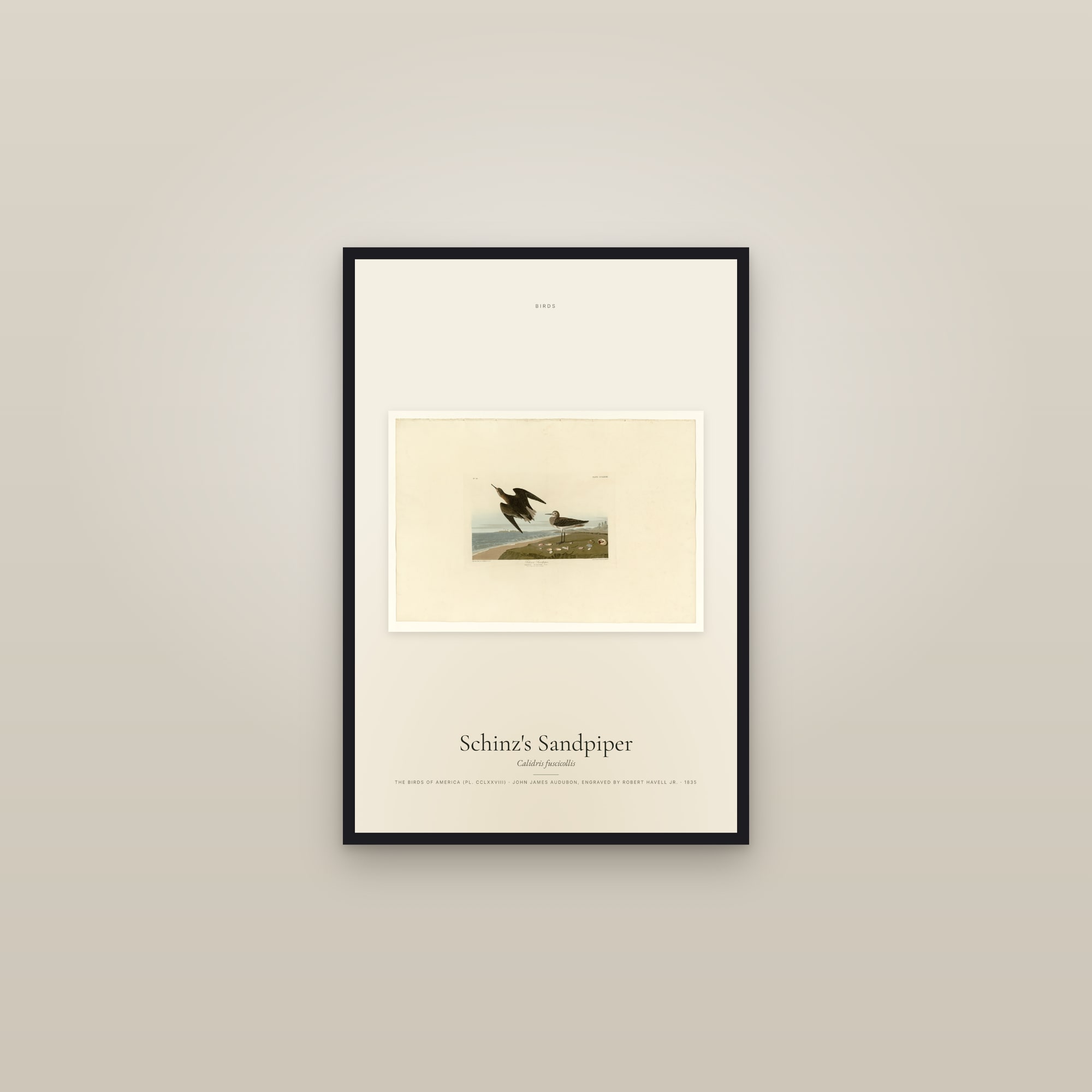 Schinz's Sandpiper — framed in a gallery setting