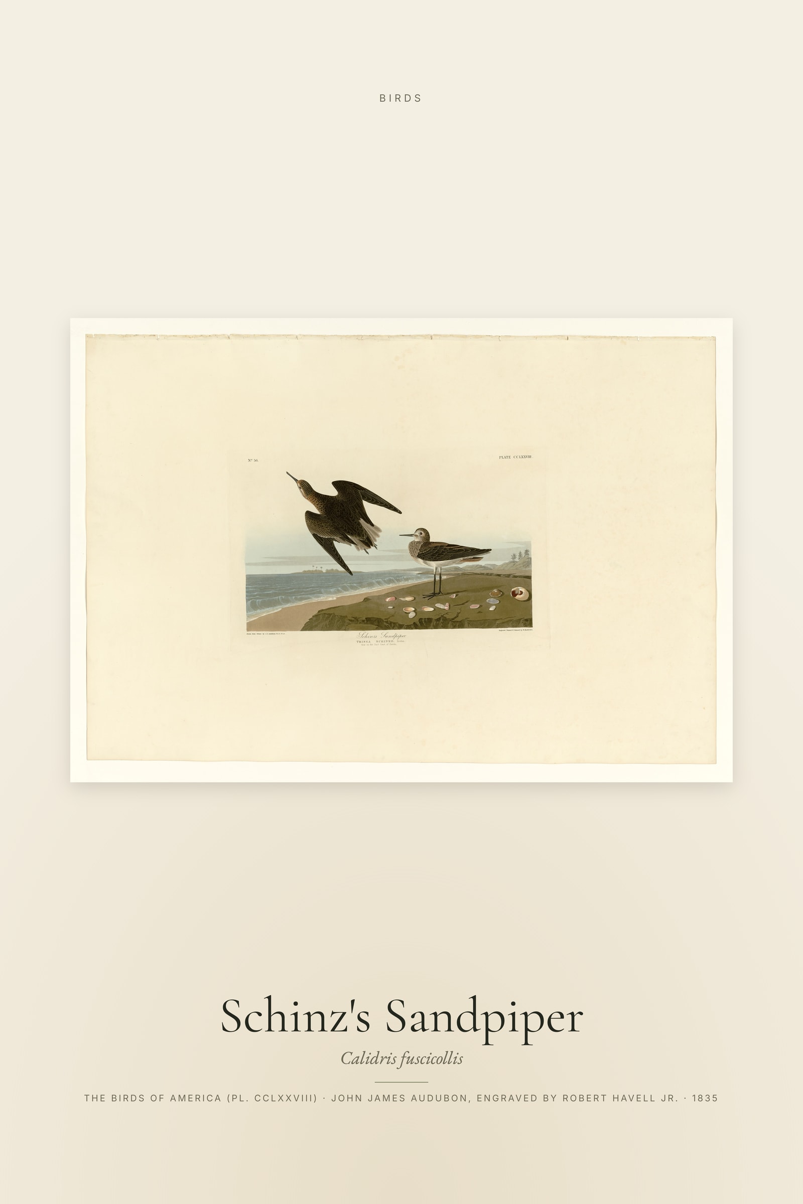 Schinz's Sandpiper