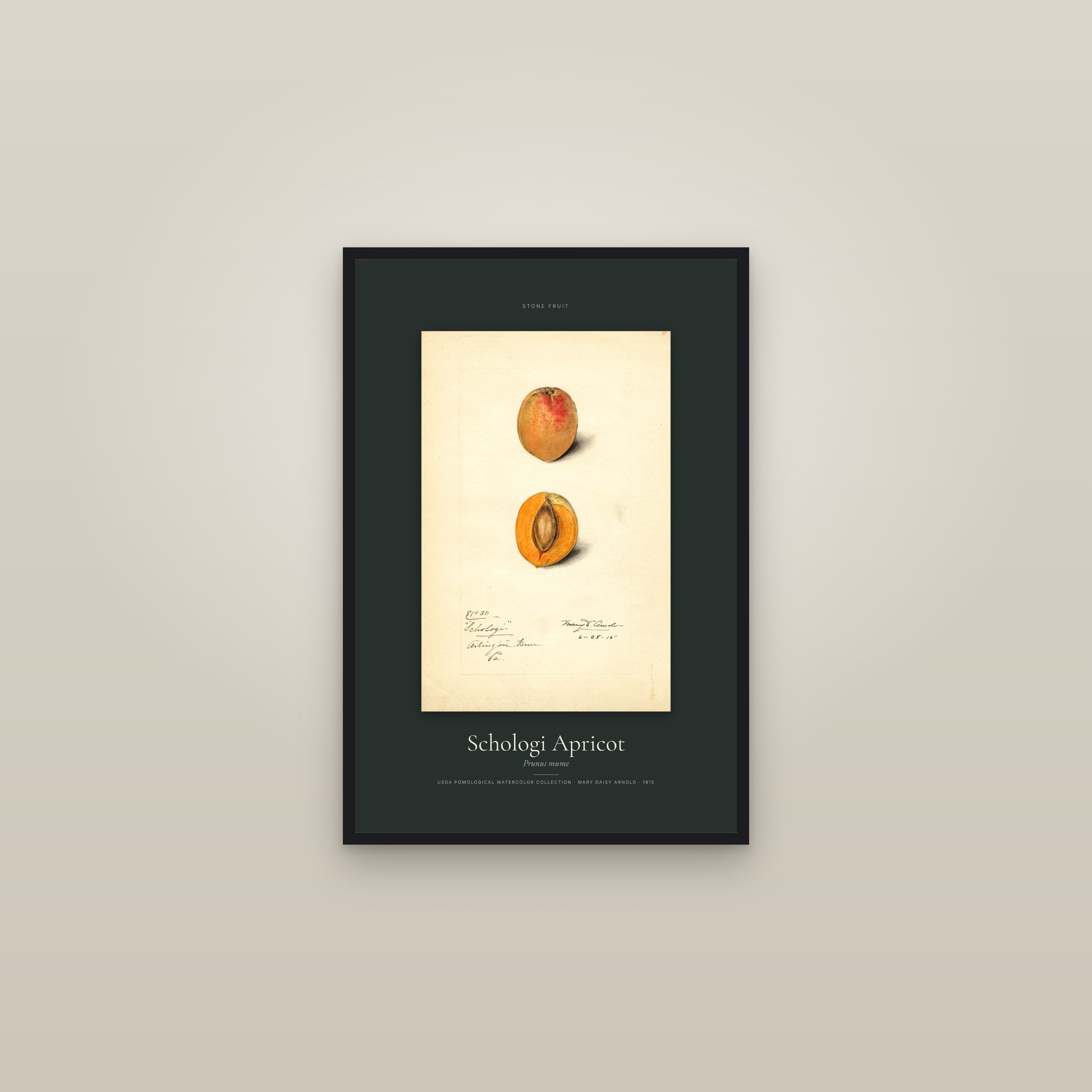 Schologi Apricot — Specimen — framed in a gallery setting