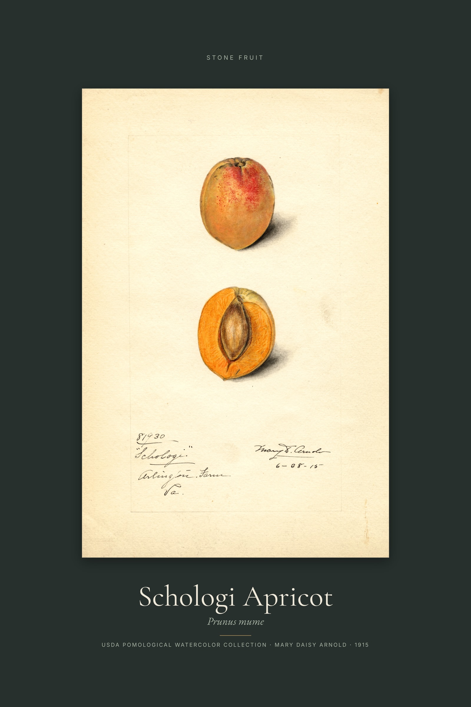 Schologi Apricot — Specimen