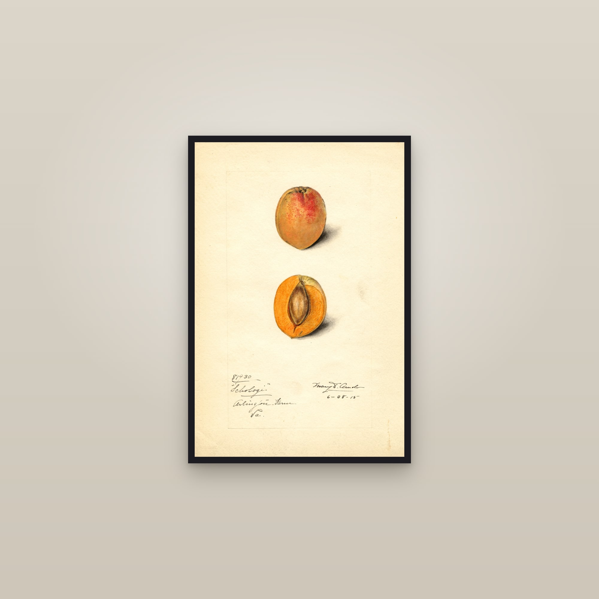 Schologi Apricot — framed in a gallery setting