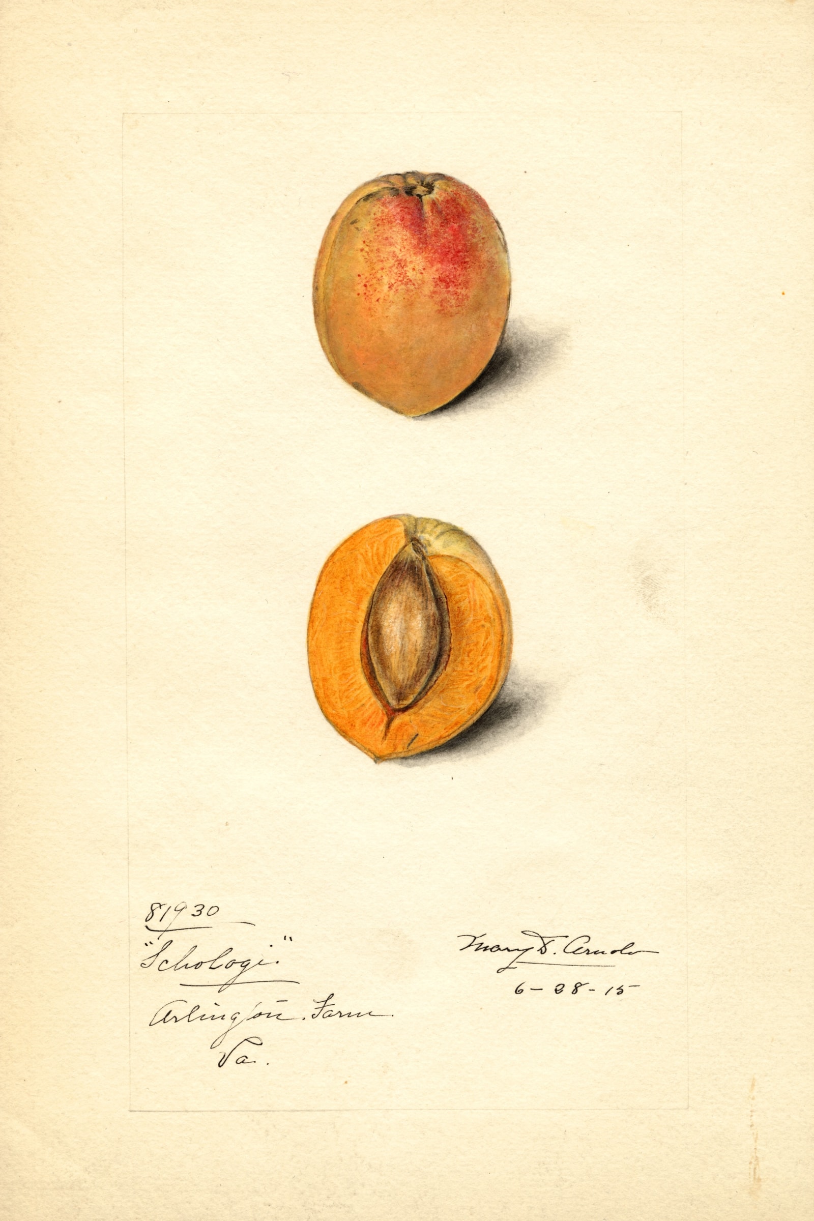 Schologi Apricot