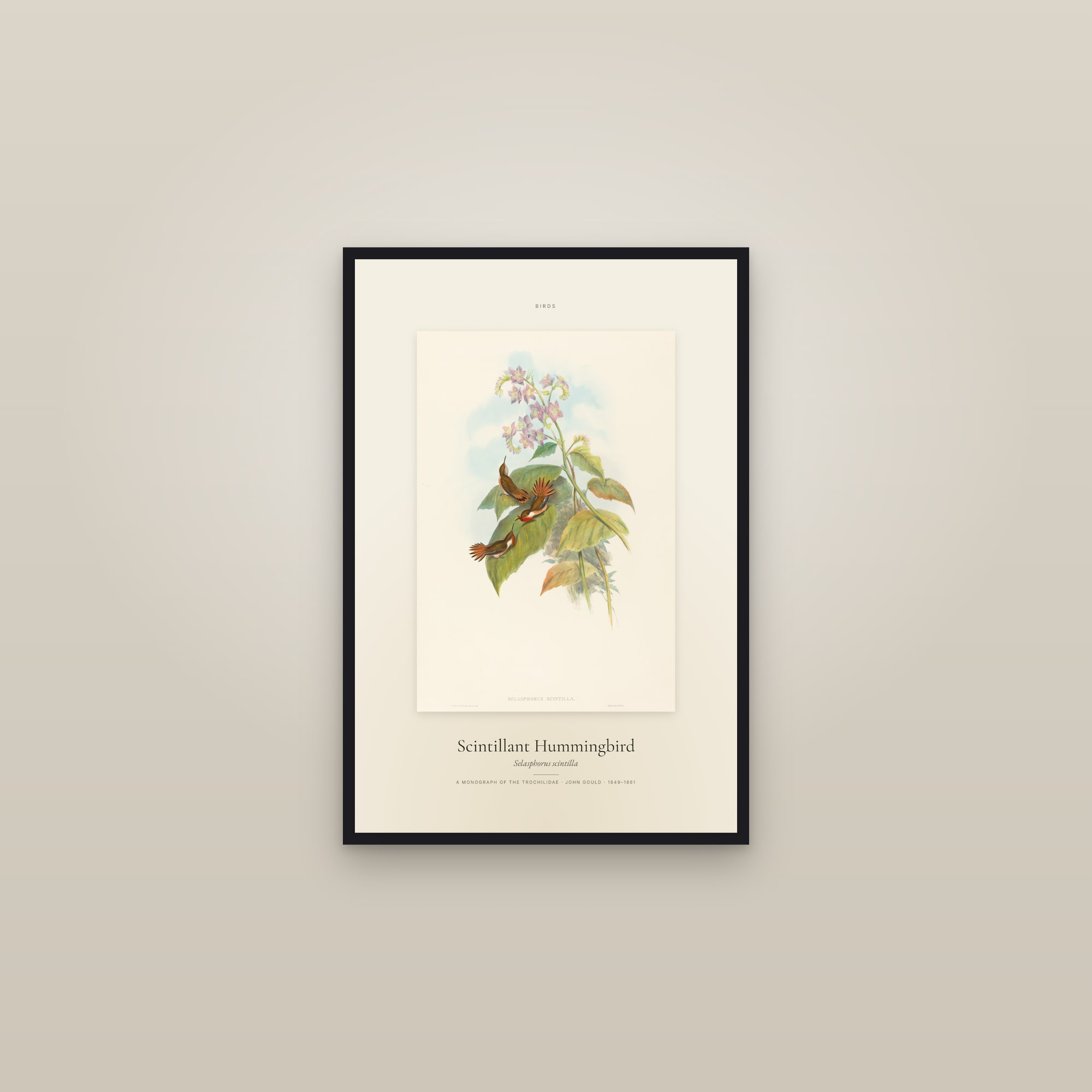 Scintillant Hummingbird — Specimen — framed in a gallery setting