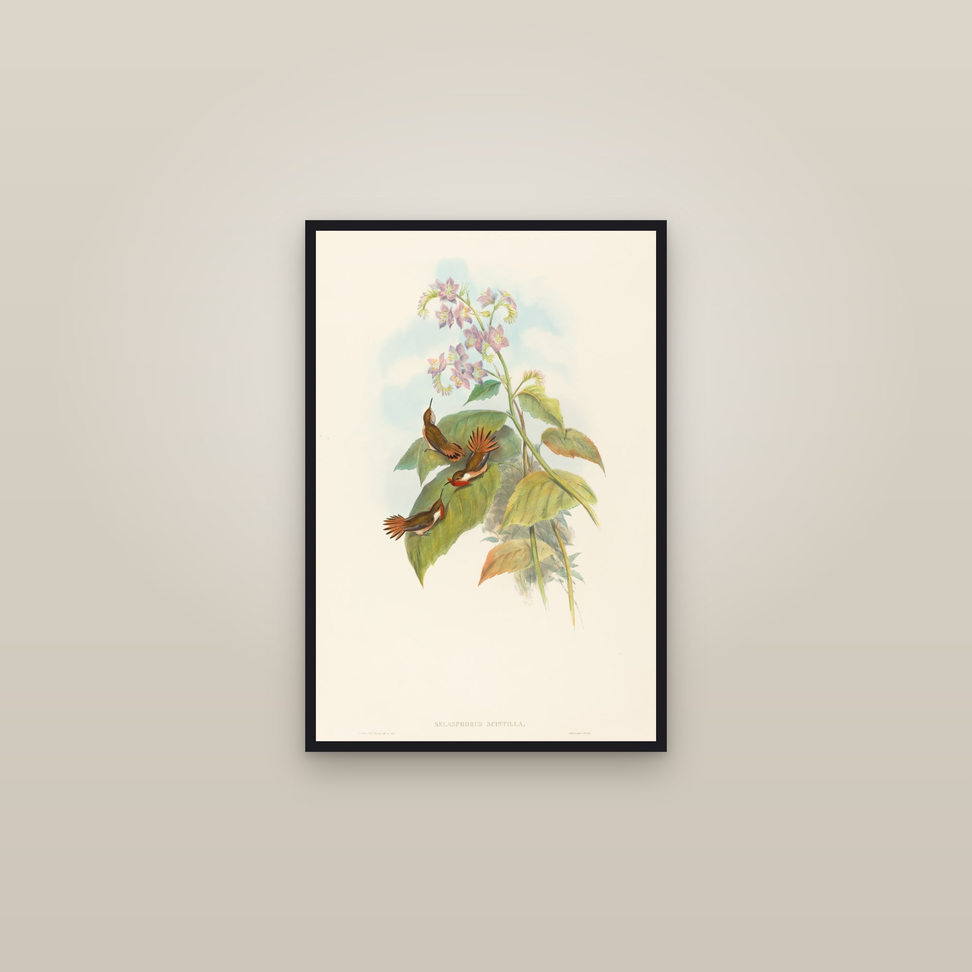 Scintillant Hummingbird — framed in a gallery setting