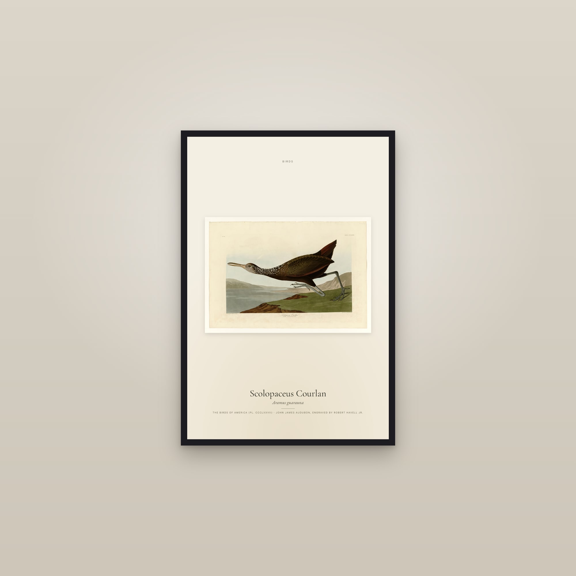 Scolopaceus Courlan — framed in a gallery setting