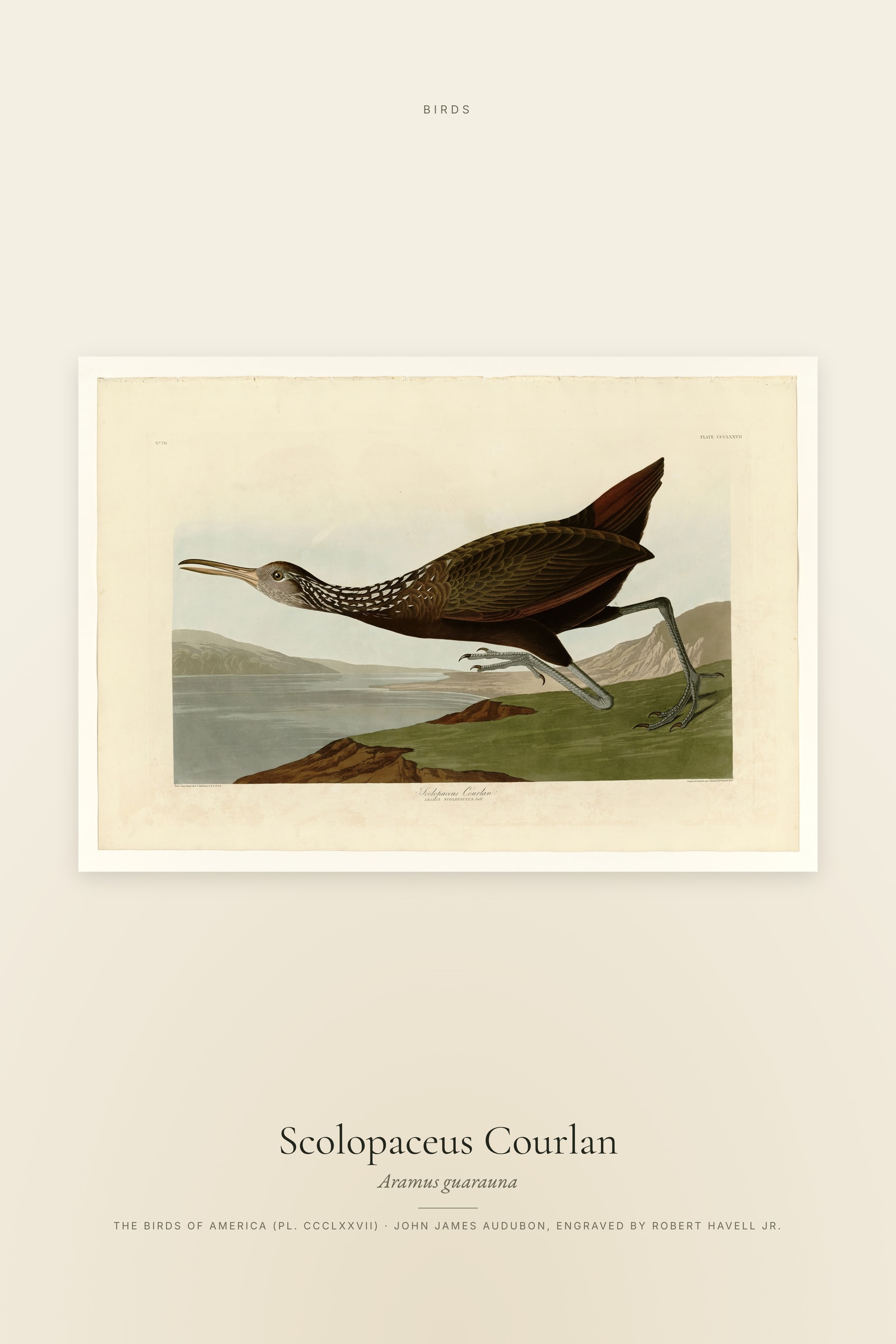 Scolopaceus Courlan