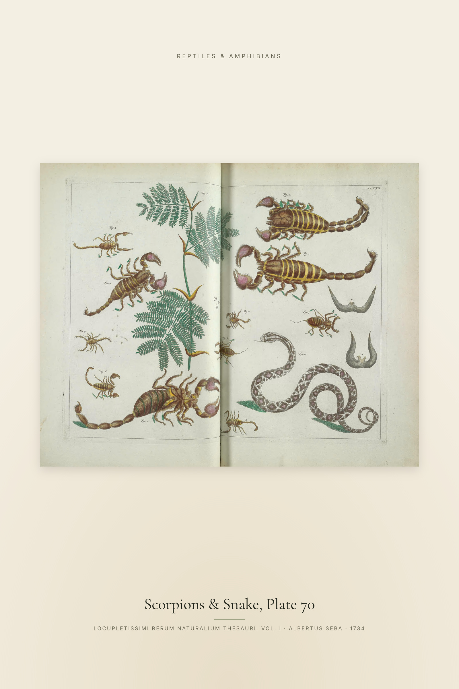 Scorpions & Snake, Plate 70