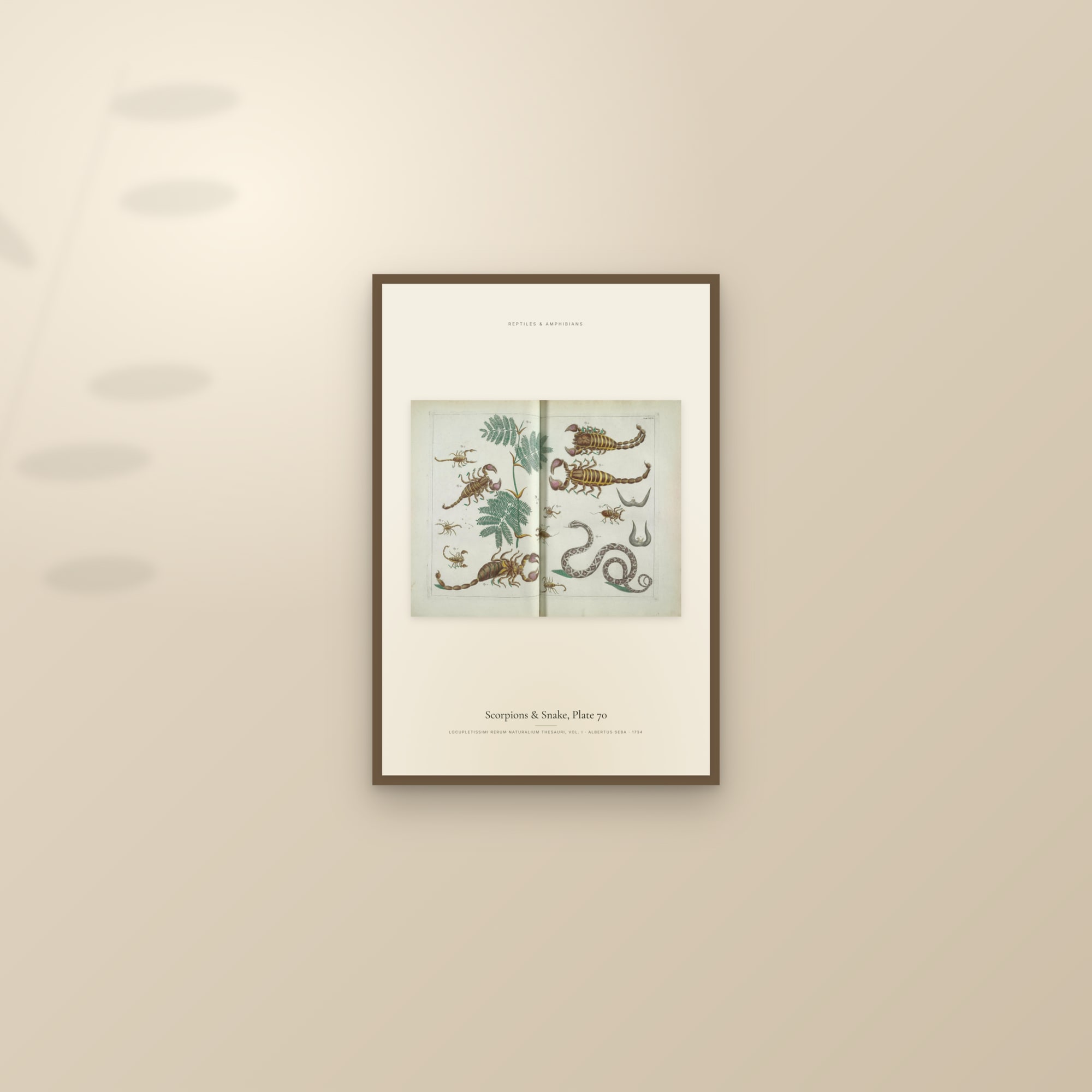 Scorpions & Snake, Plate 70 — framed and styled on a sunlit wall