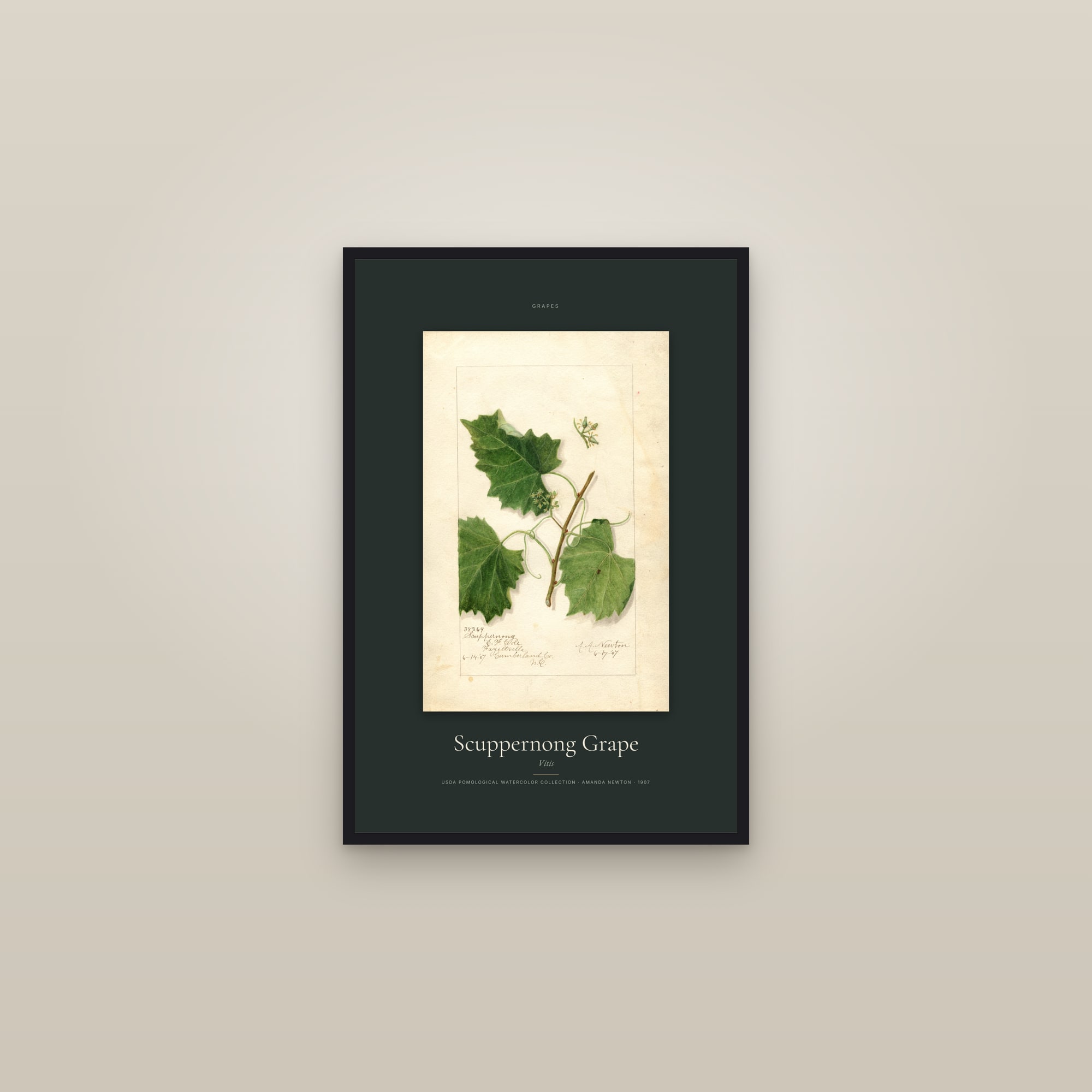 Scuppernong Grape — Specimen — framed in a gallery setting