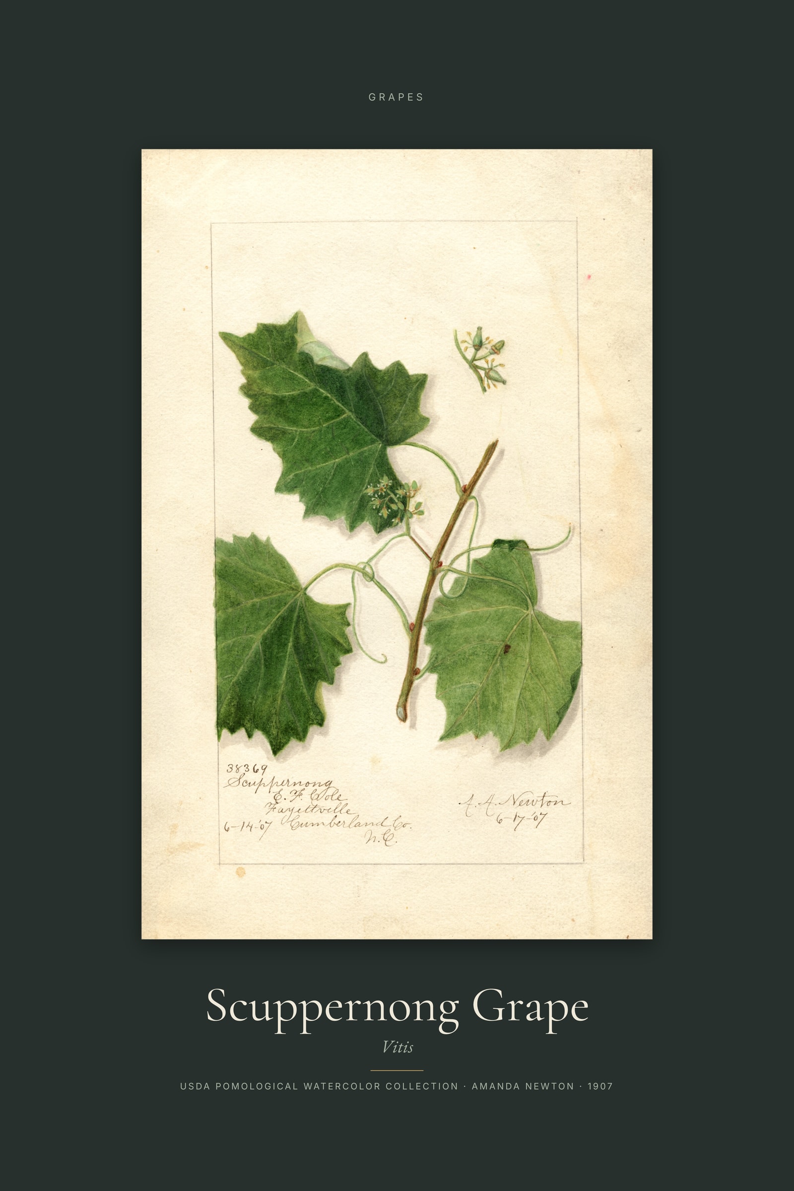 Scuppernong Grape — Specimen