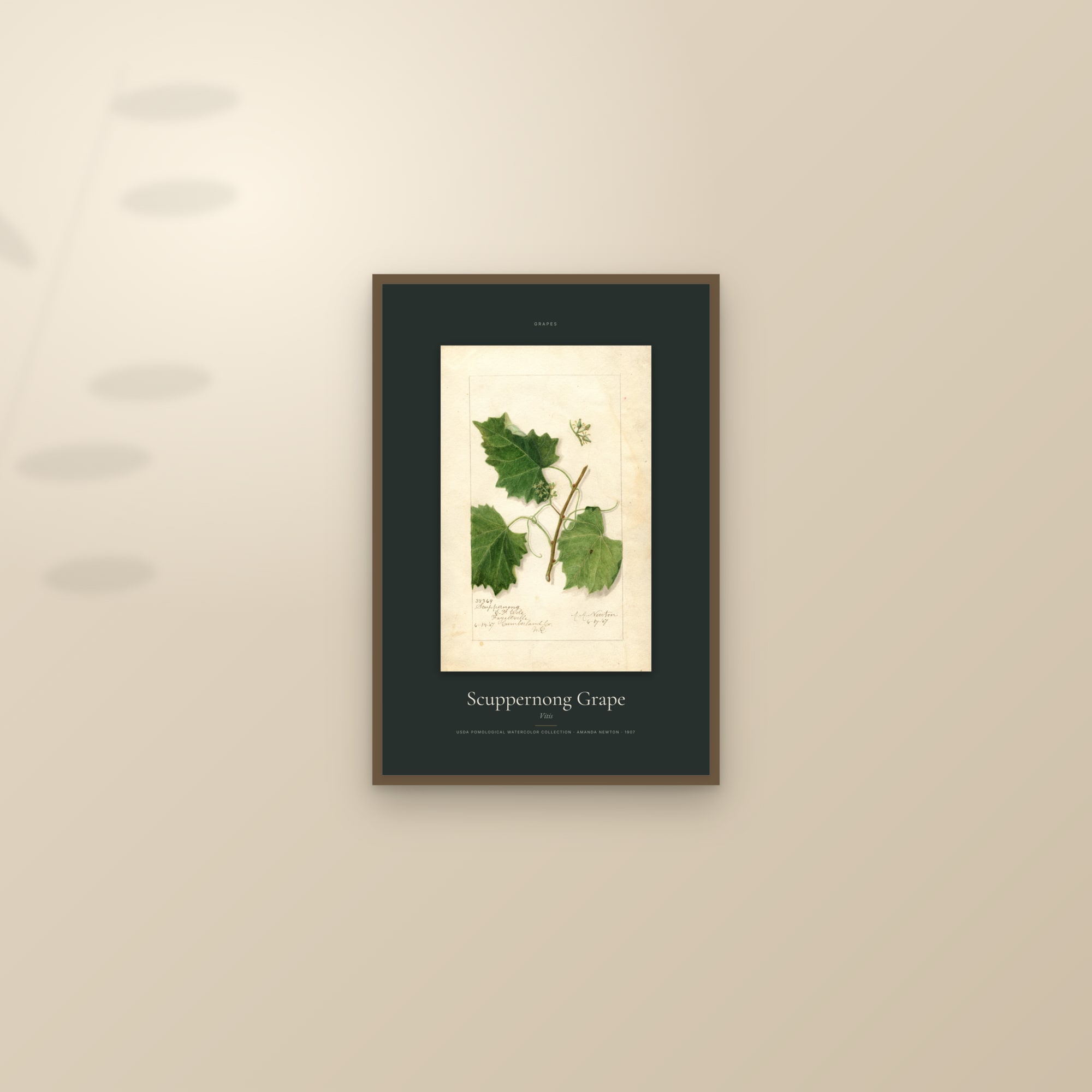 Scuppernong Grape — Specimen — framed and styled on a sunlit wall