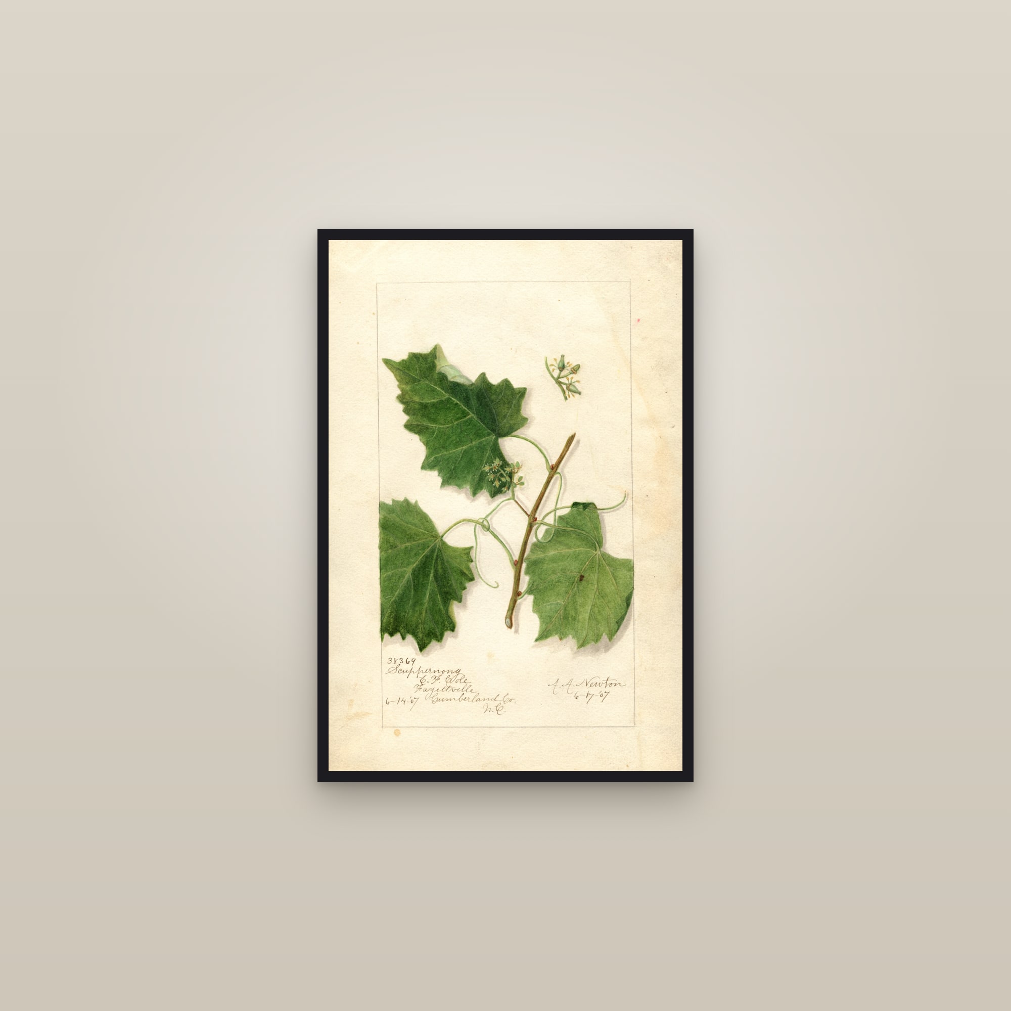 Scuppernong Grape — framed in a gallery setting