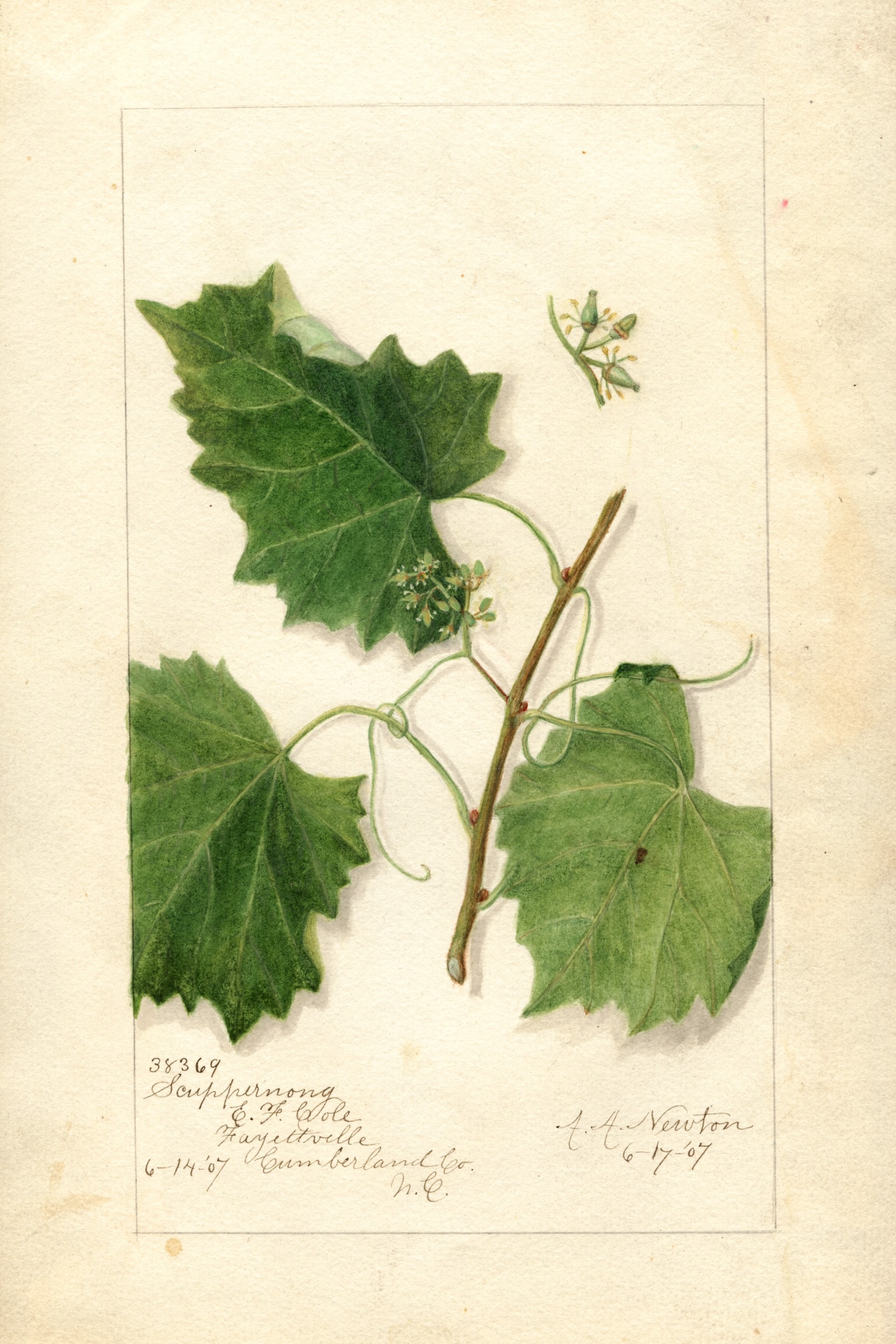 Scuppernong Grape