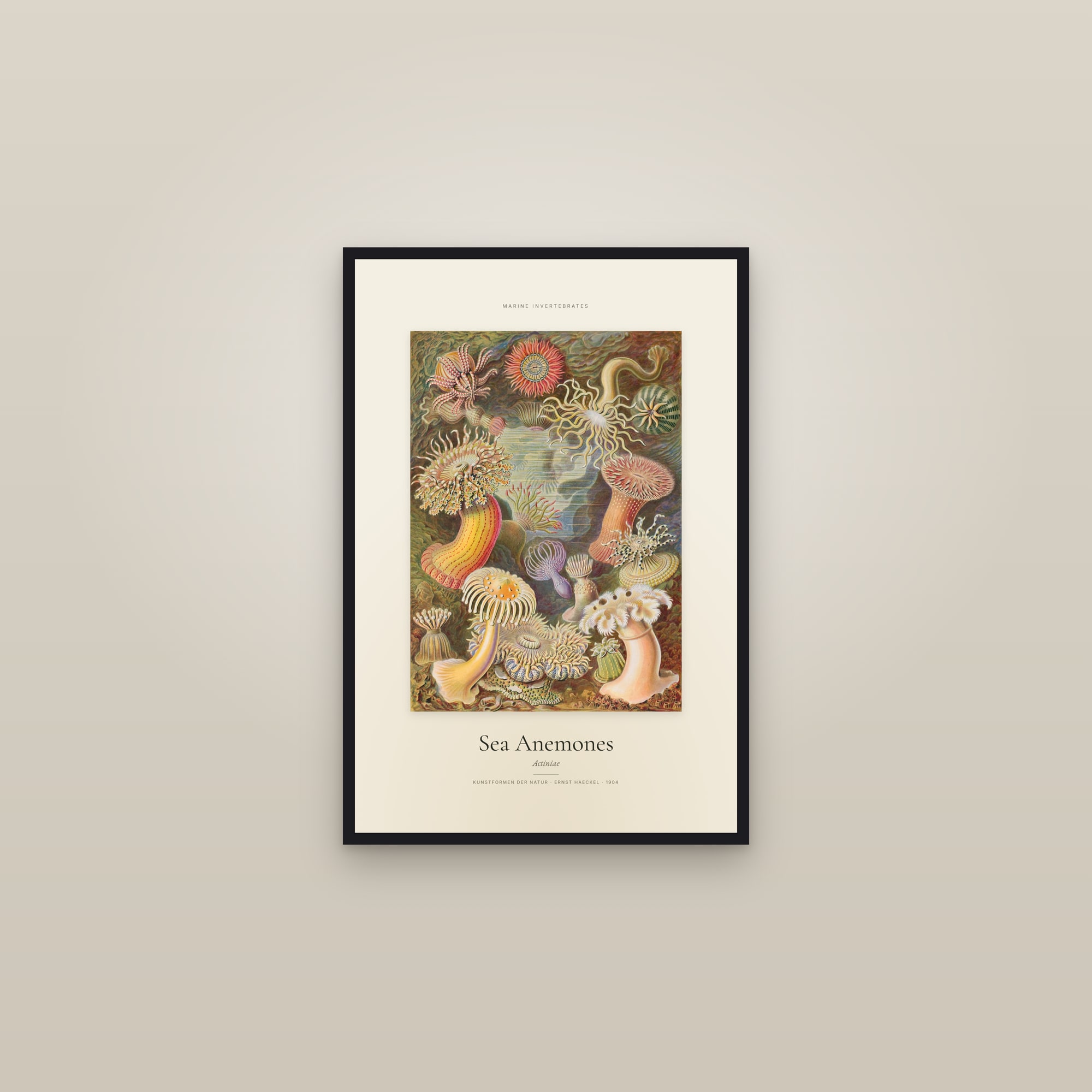 Sea Anemones — Specimen — framed in a gallery setting