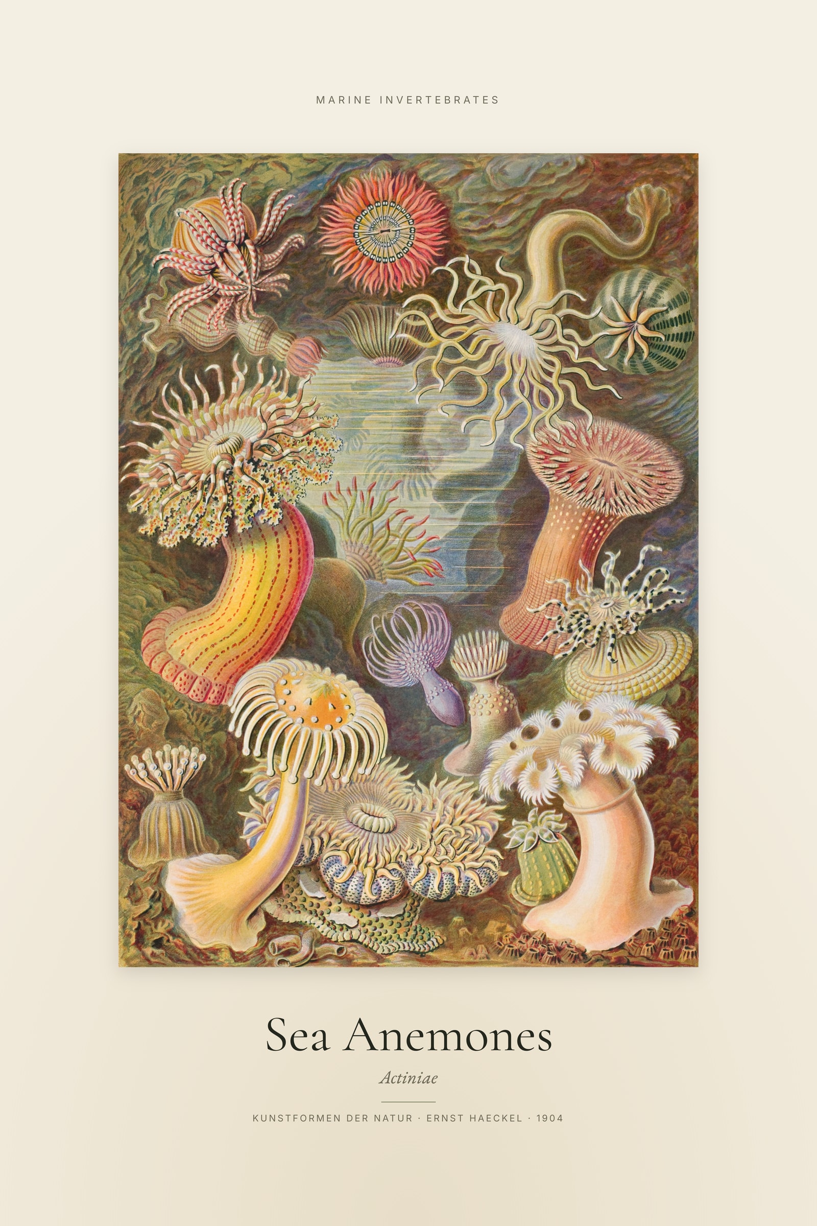 Sea Anemones — Specimen