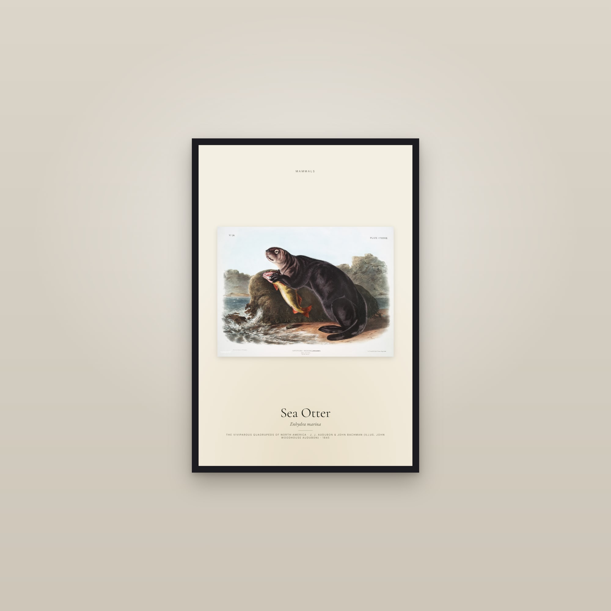 Sea Otter — framed in a gallery setting