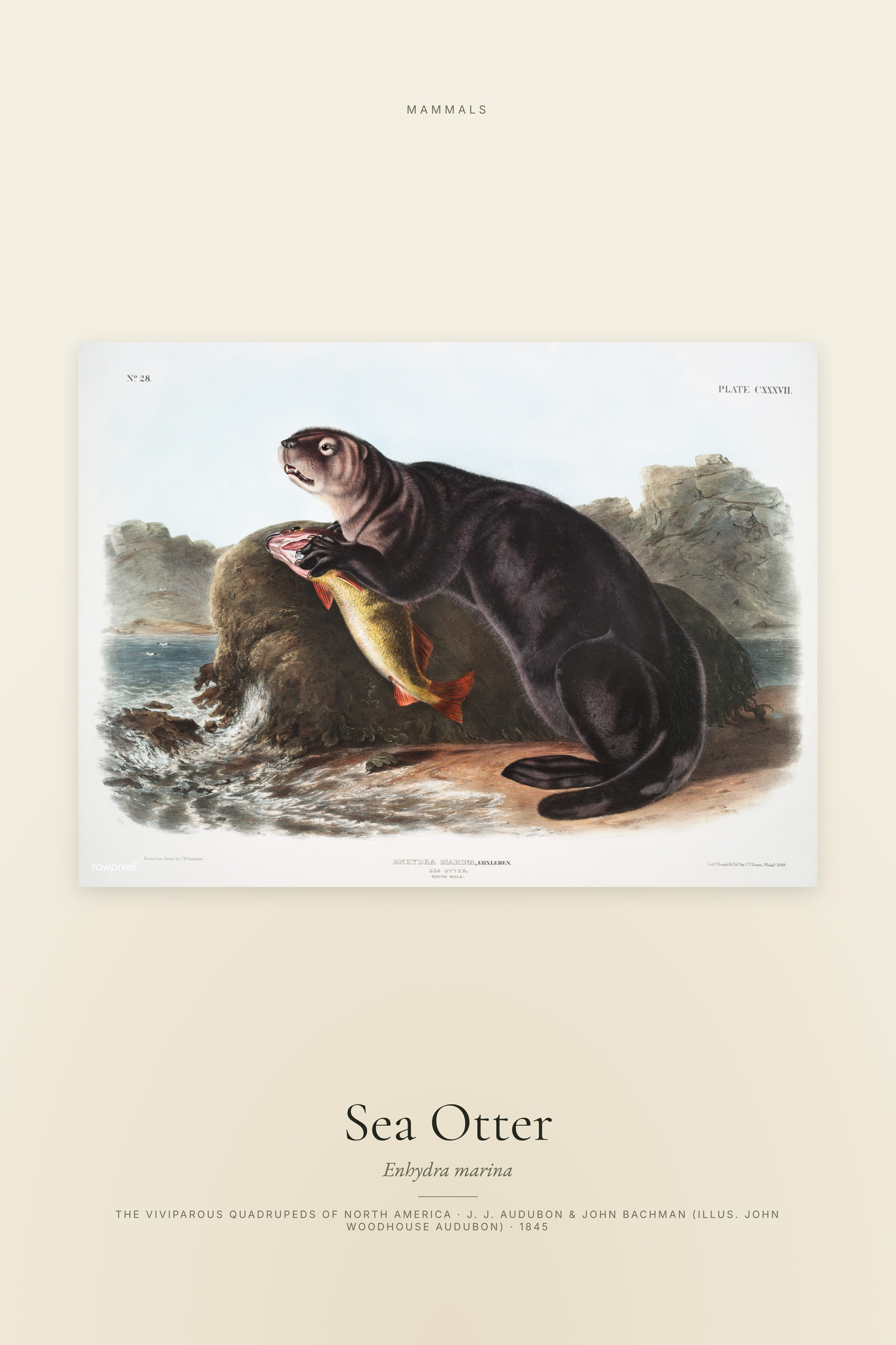 Sea Otter