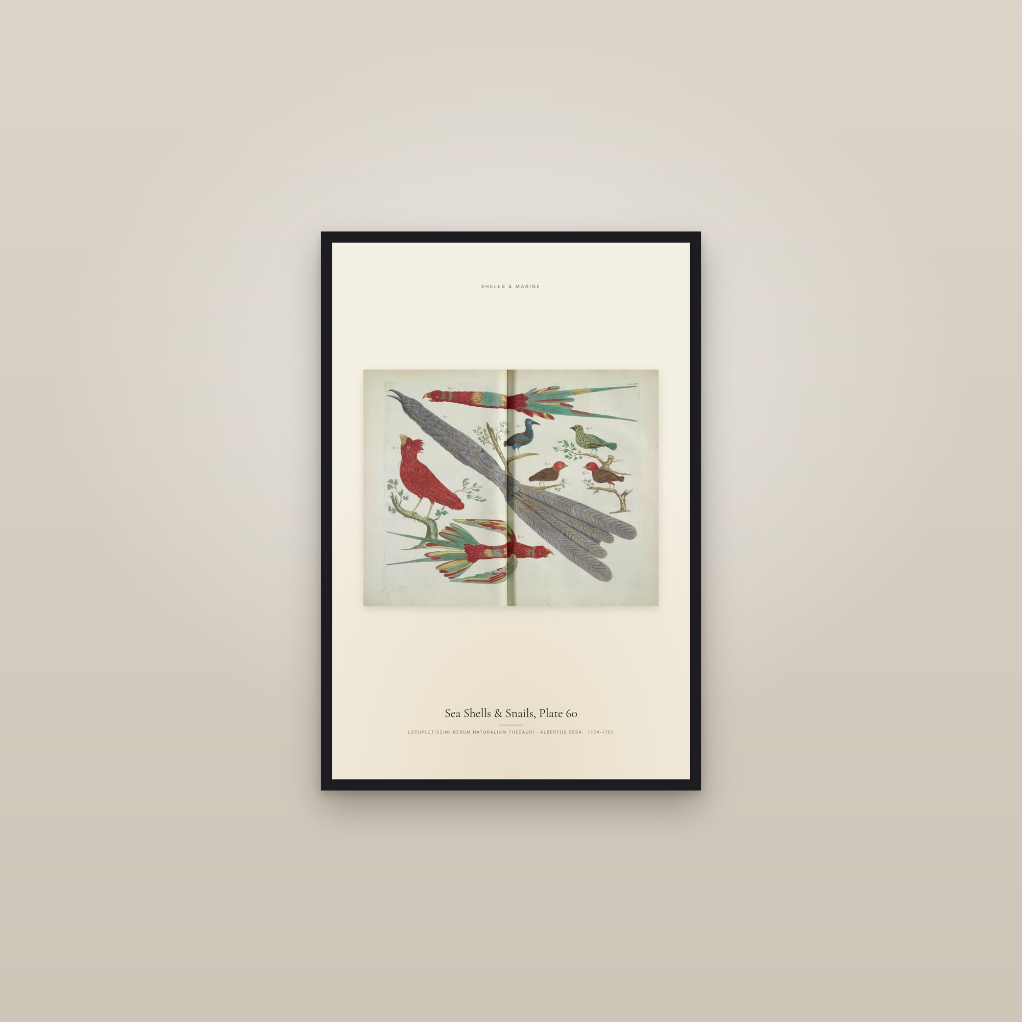 Sea Shells & Snails, Plate 60 — framed in a gallery setting