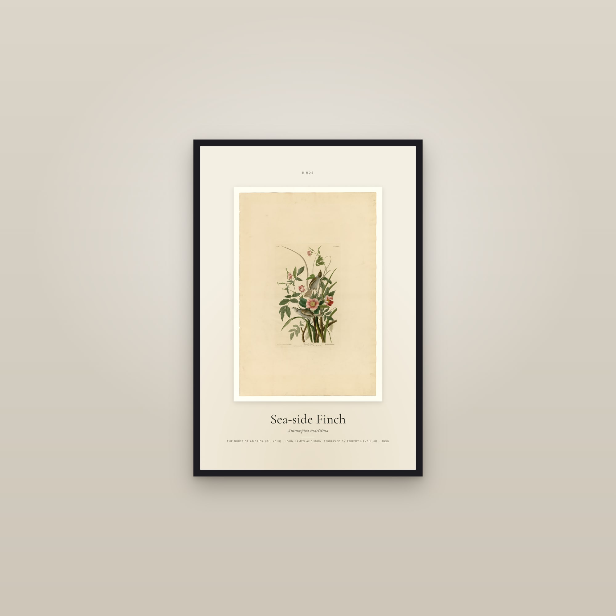Sea-side Finch — Specimen — framed in a gallery setting