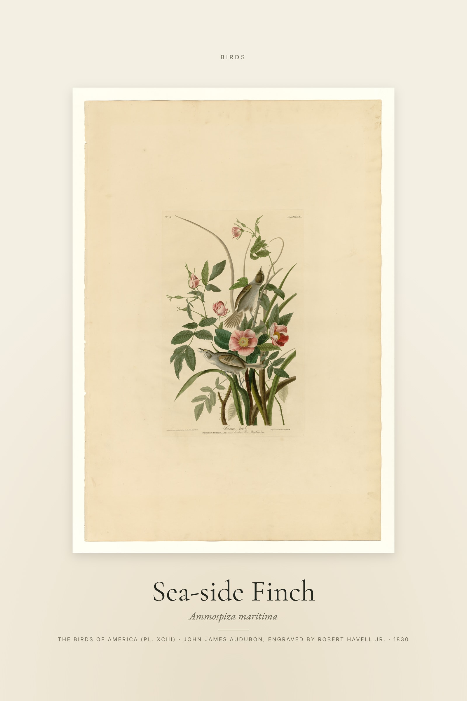 Sea-side Finch — Specimen