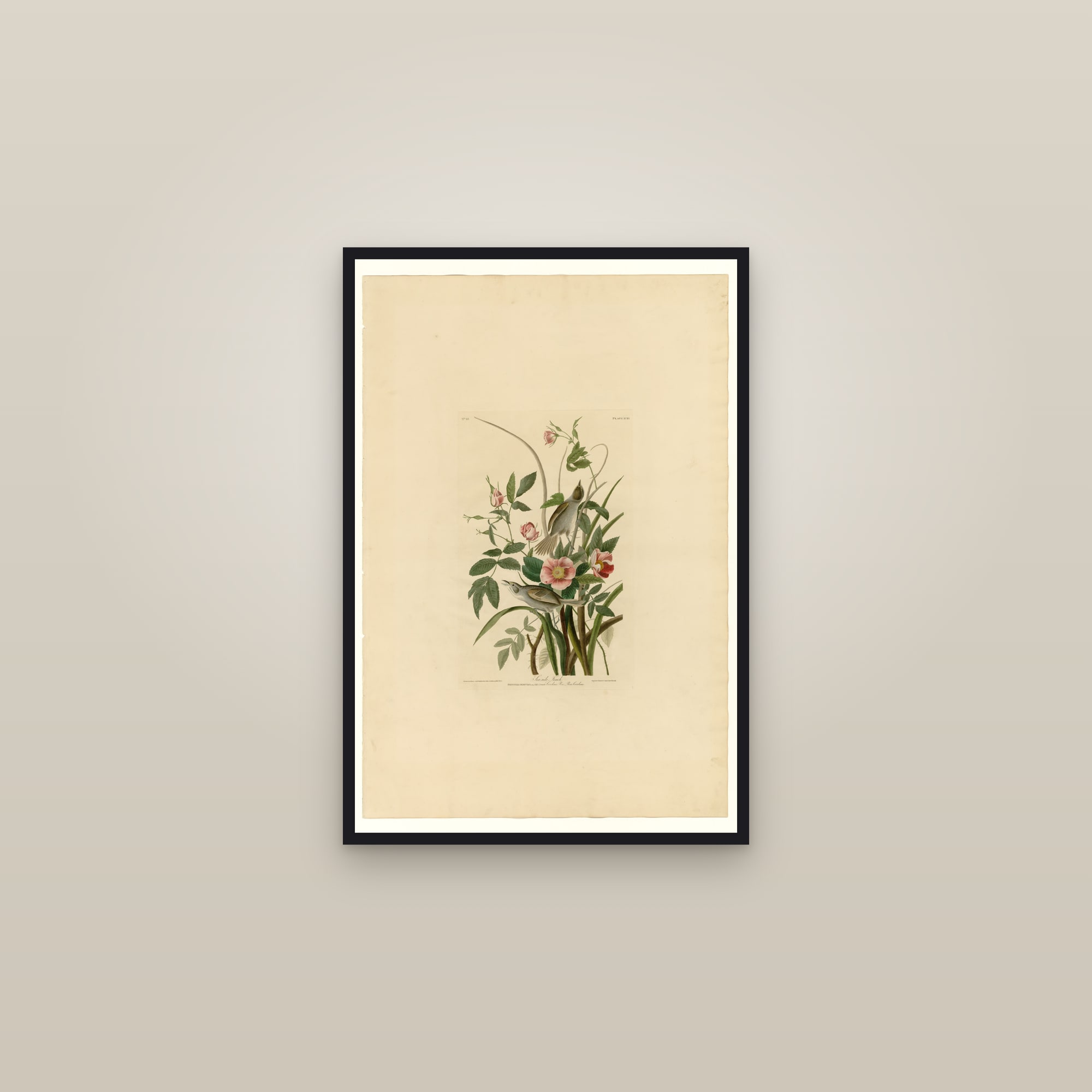 Sea-side Finch — framed in a gallery setting