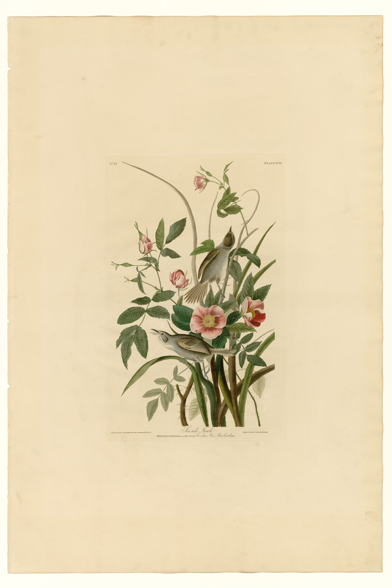 Sea-side Finch