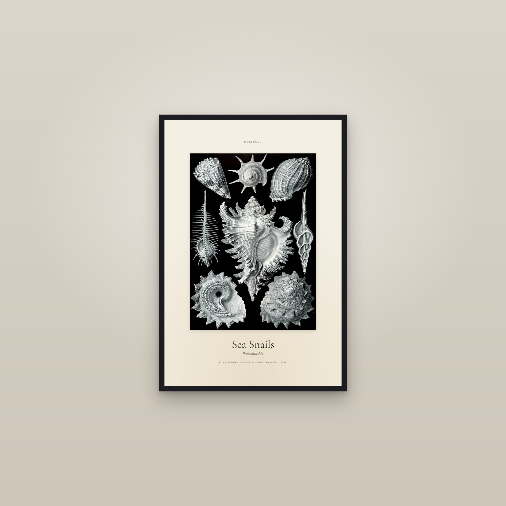 Sea Snails — Specimen — framed in a gallery setting