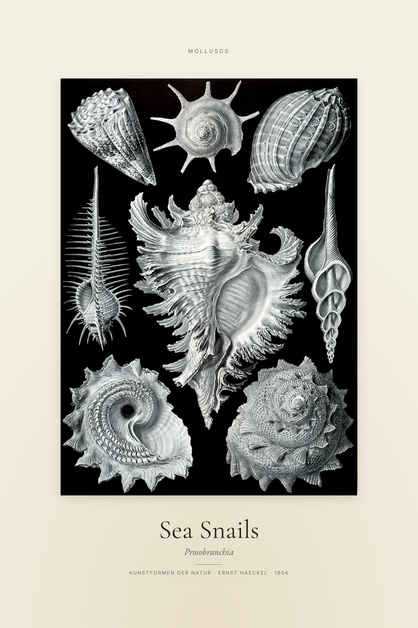 Sea Snails — Specimen