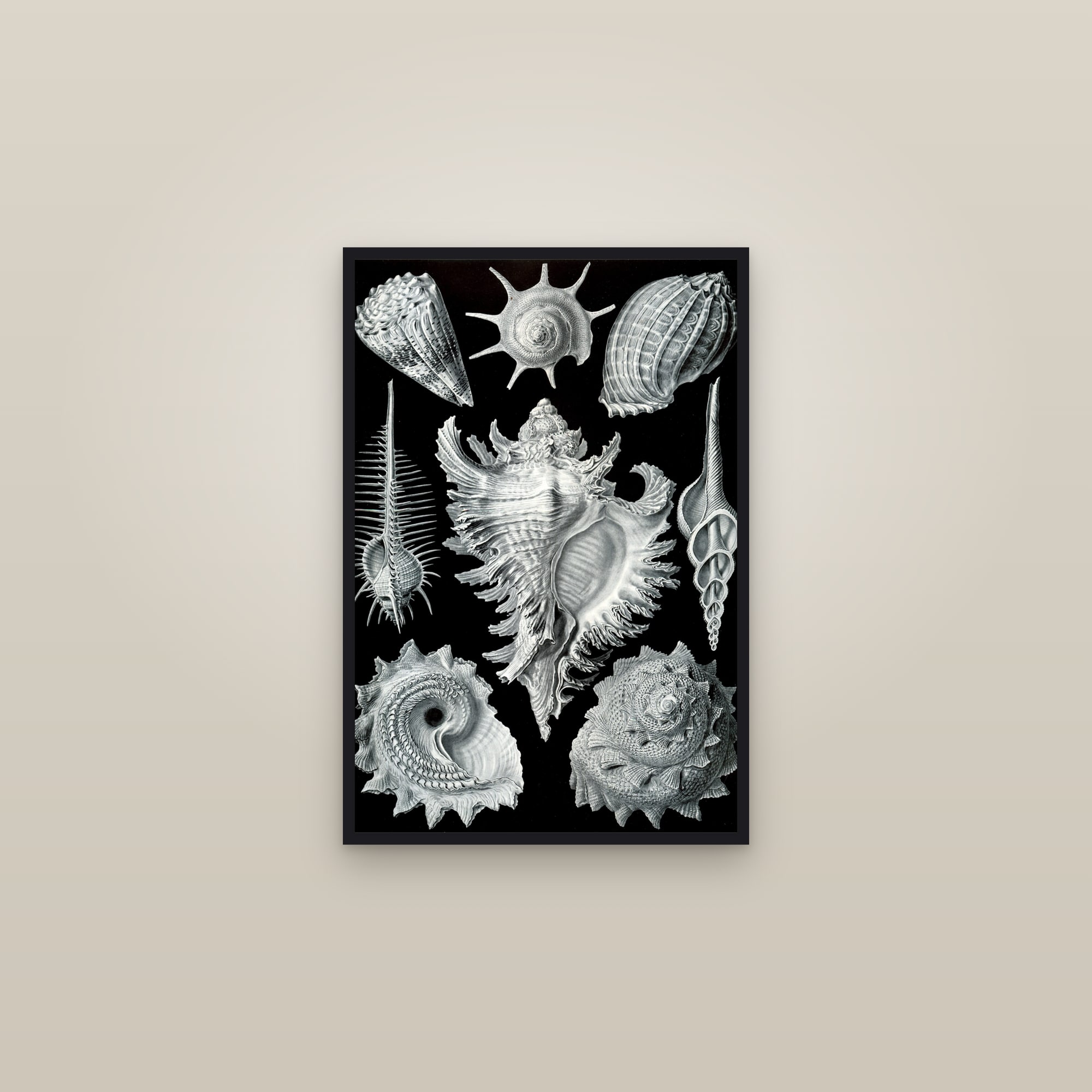 Sea Snails — framed in a gallery setting