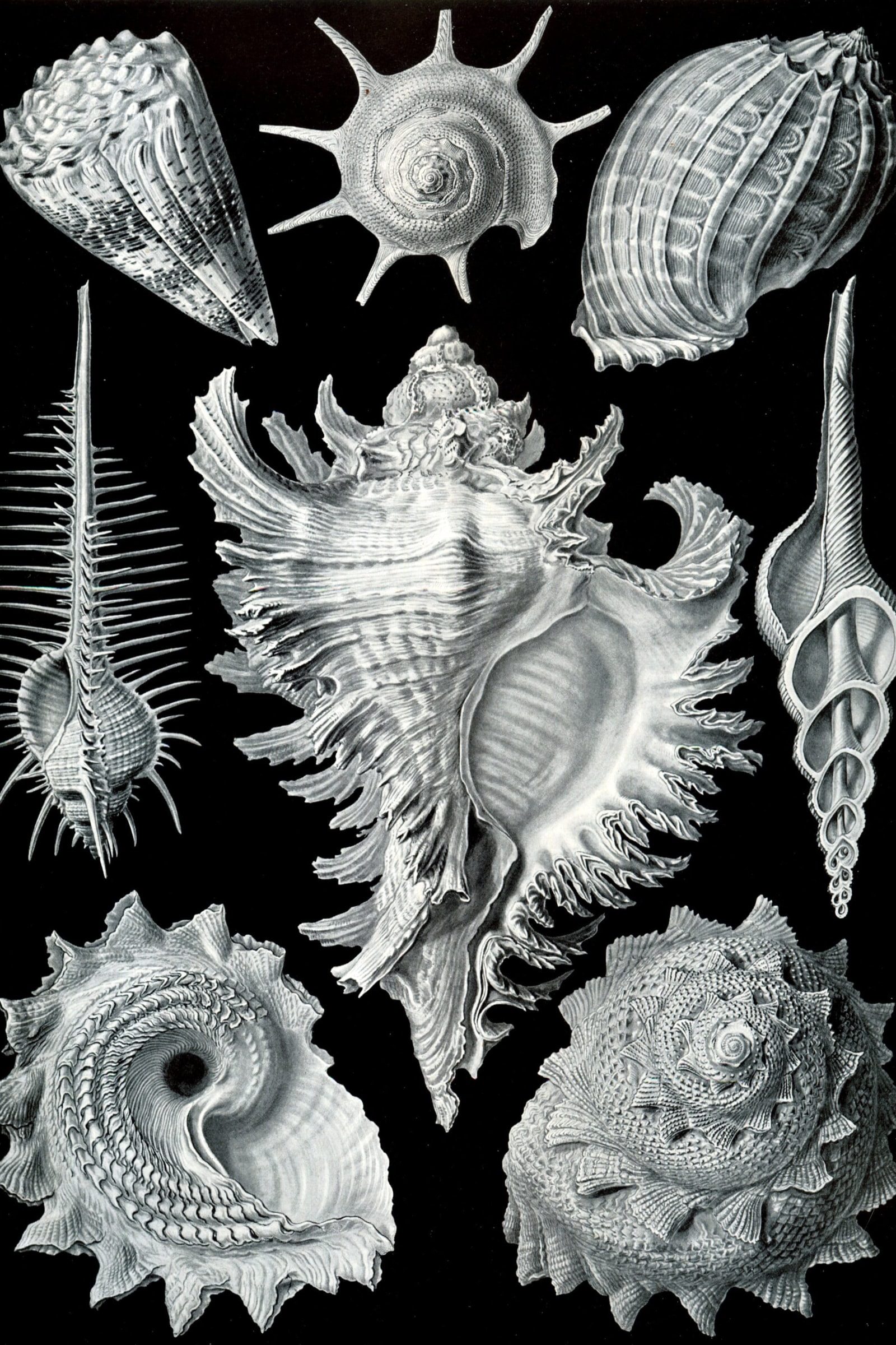 Sea Snails
