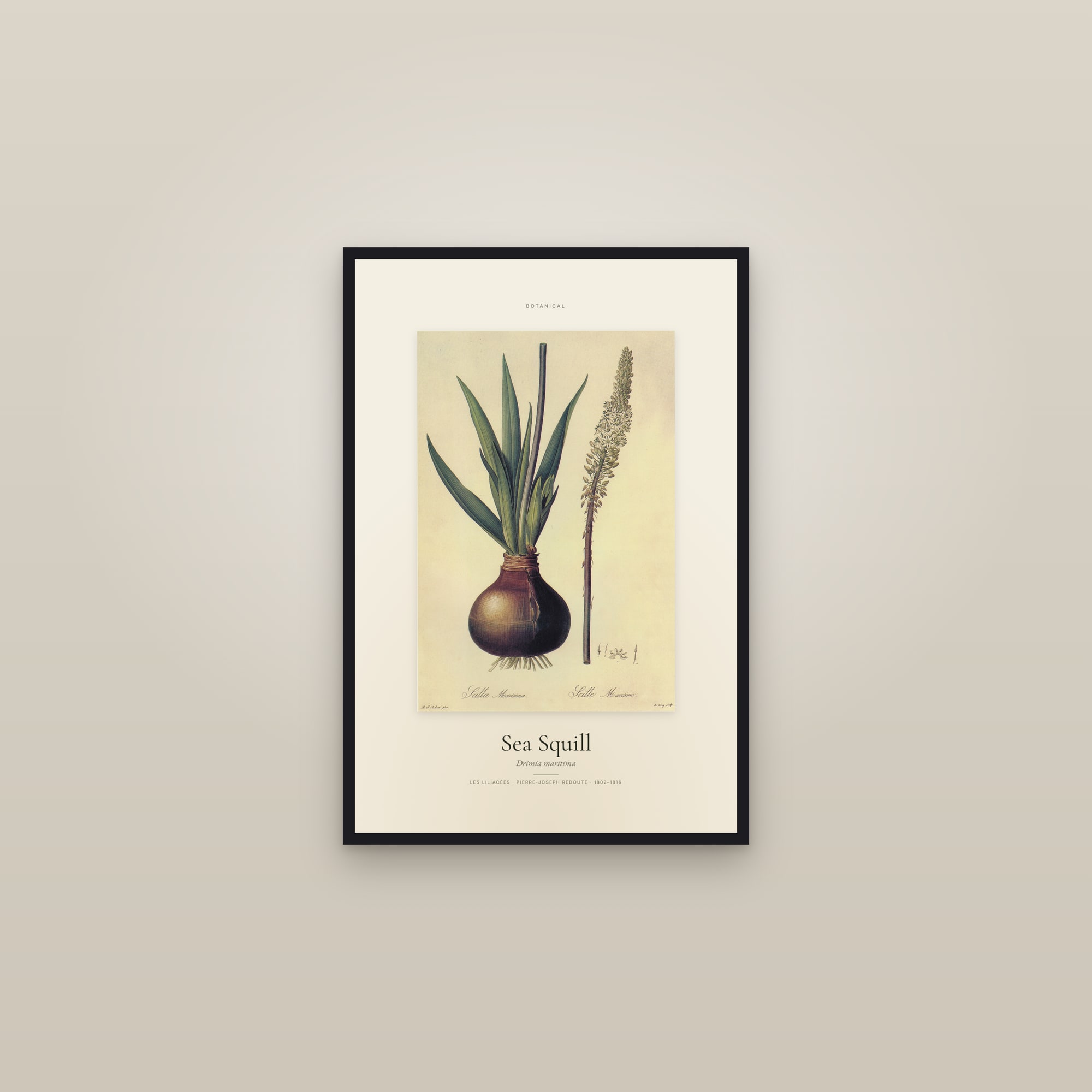 Sea Squill — Specimen — framed in a gallery setting