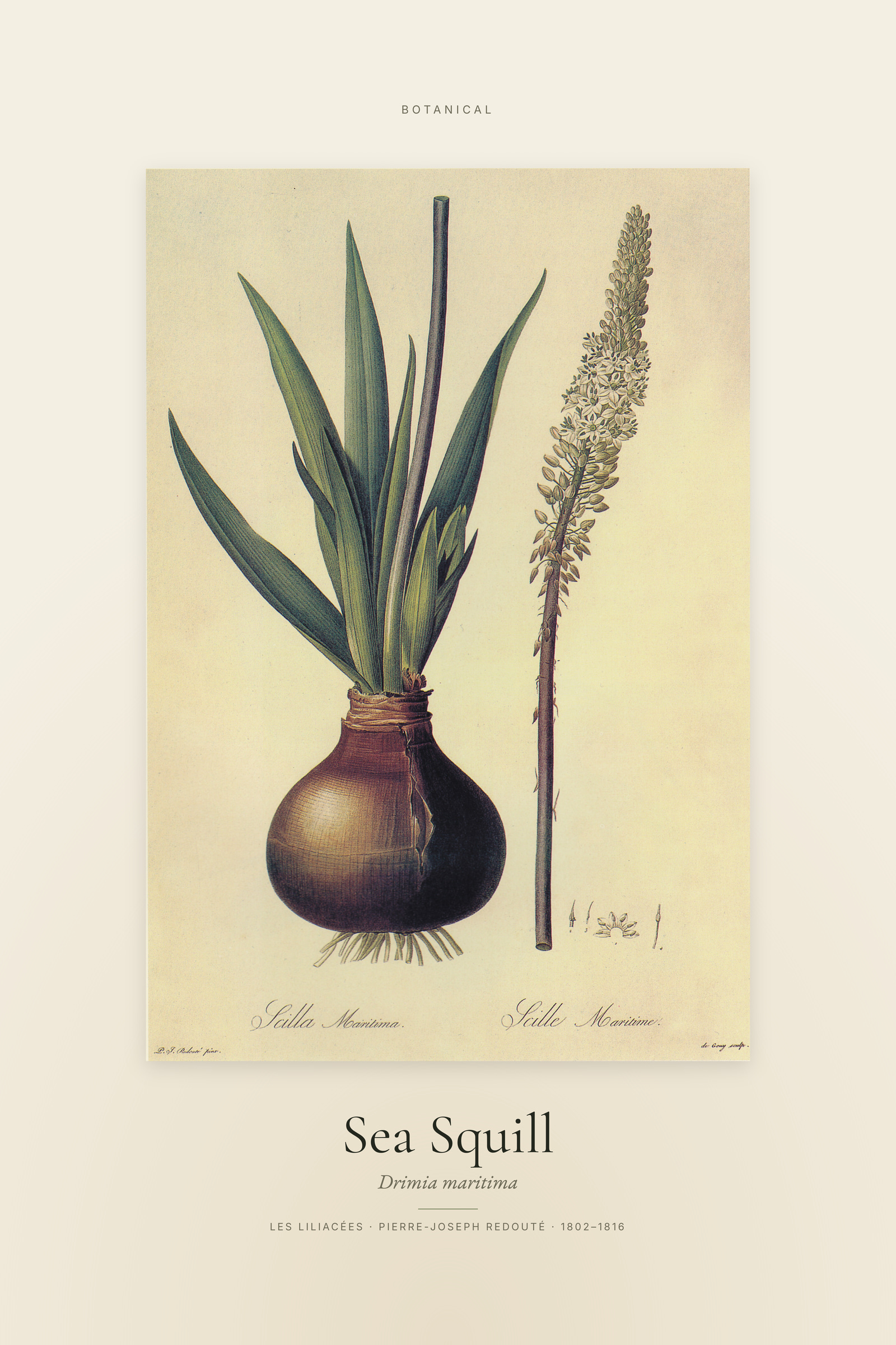 Sea Squill — Specimen