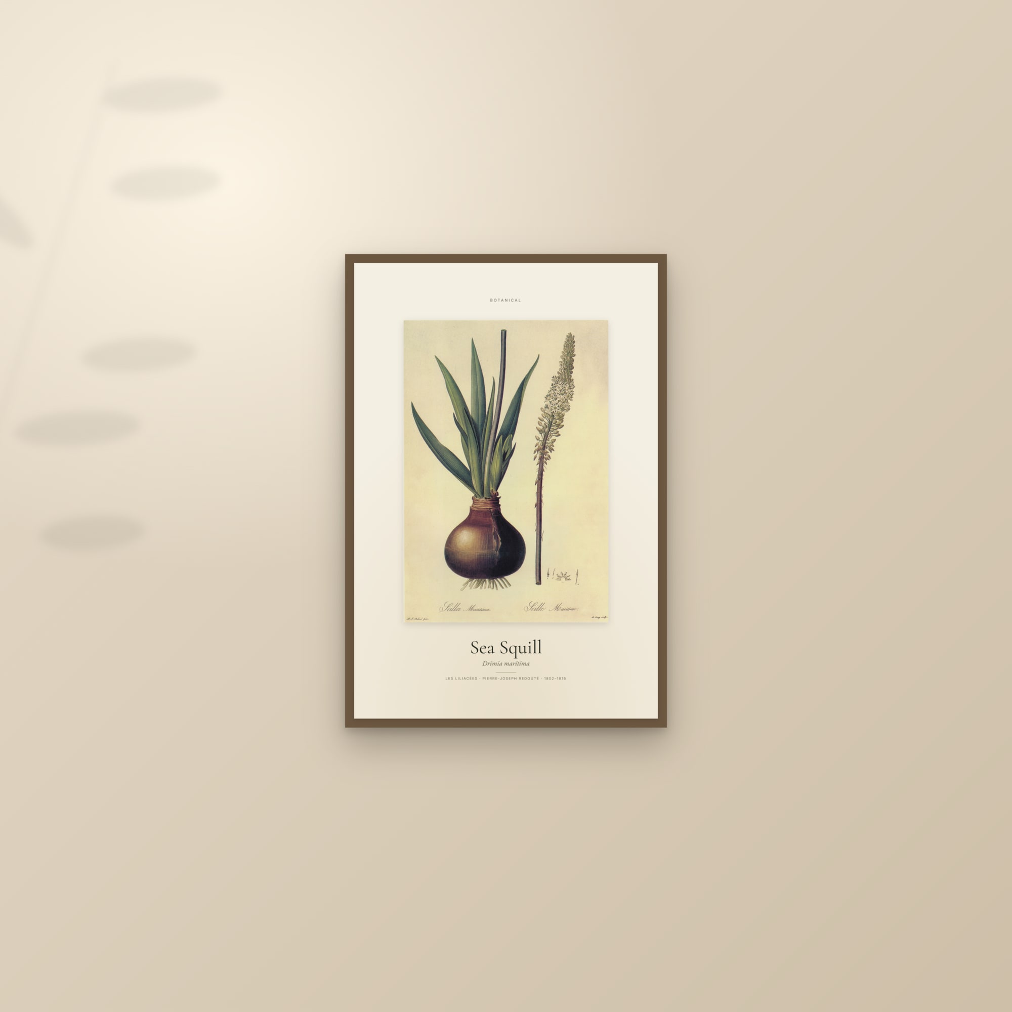 Sea Squill — Specimen — framed and styled on a sunlit wall