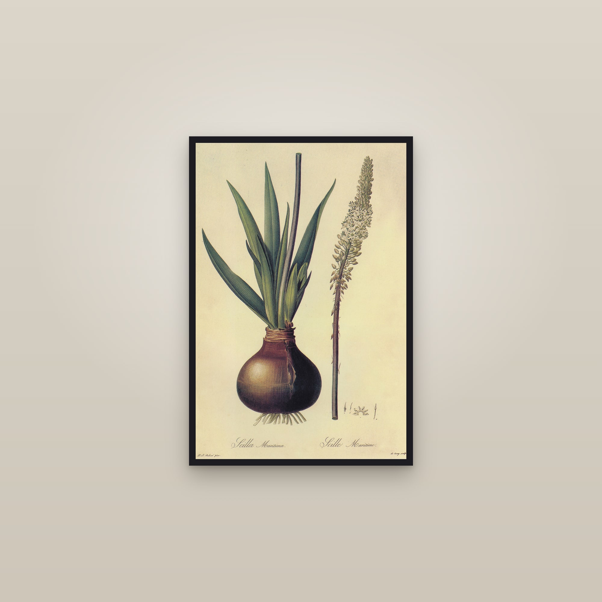 Sea Squill — framed in a gallery setting