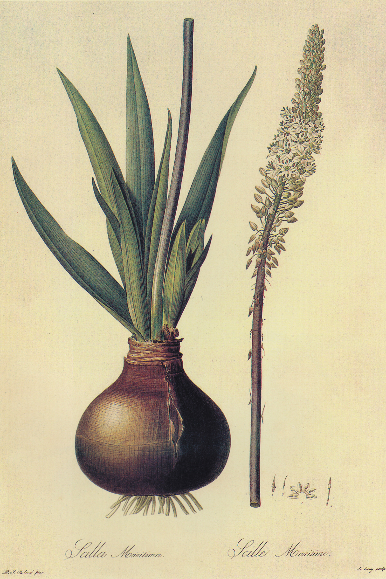 Sea Squill