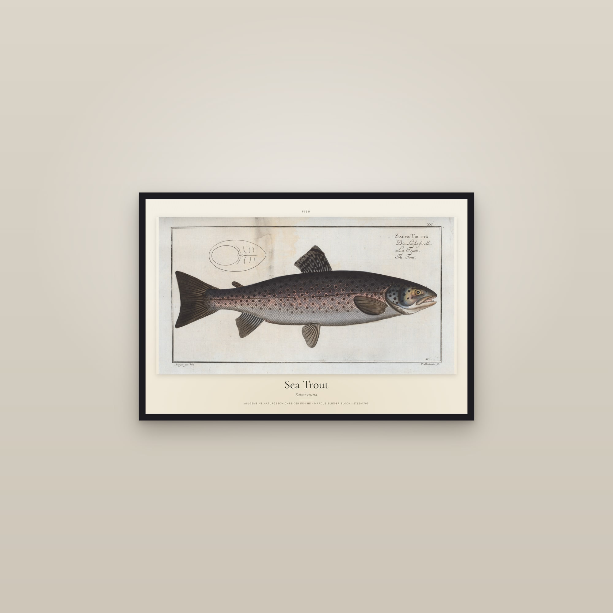 Sea Trout — framed in a gallery setting