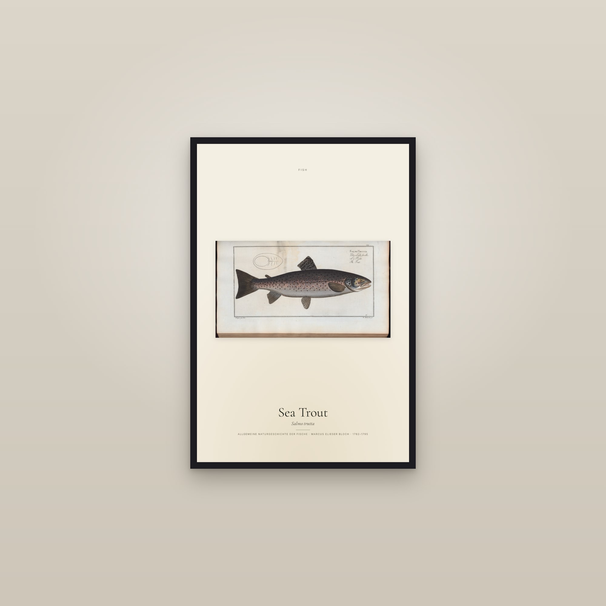Sea Trout