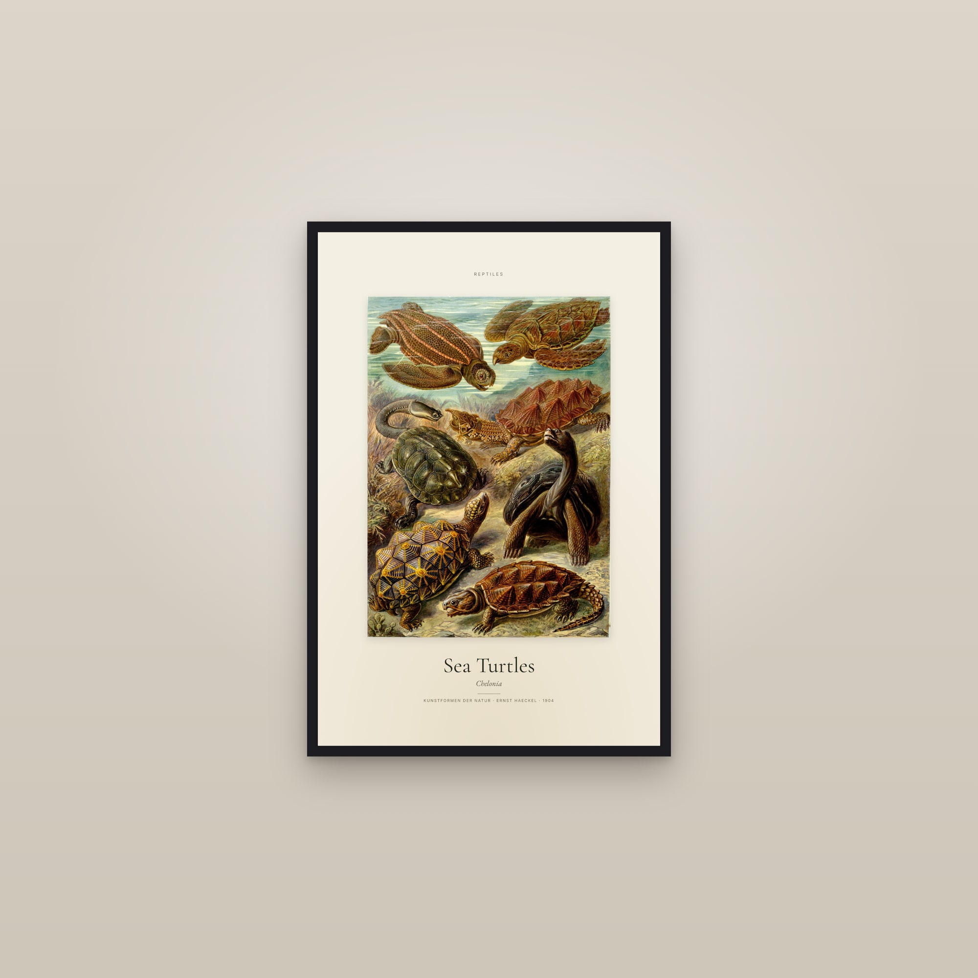 Sea Turtles — Specimen — framed in a gallery setting