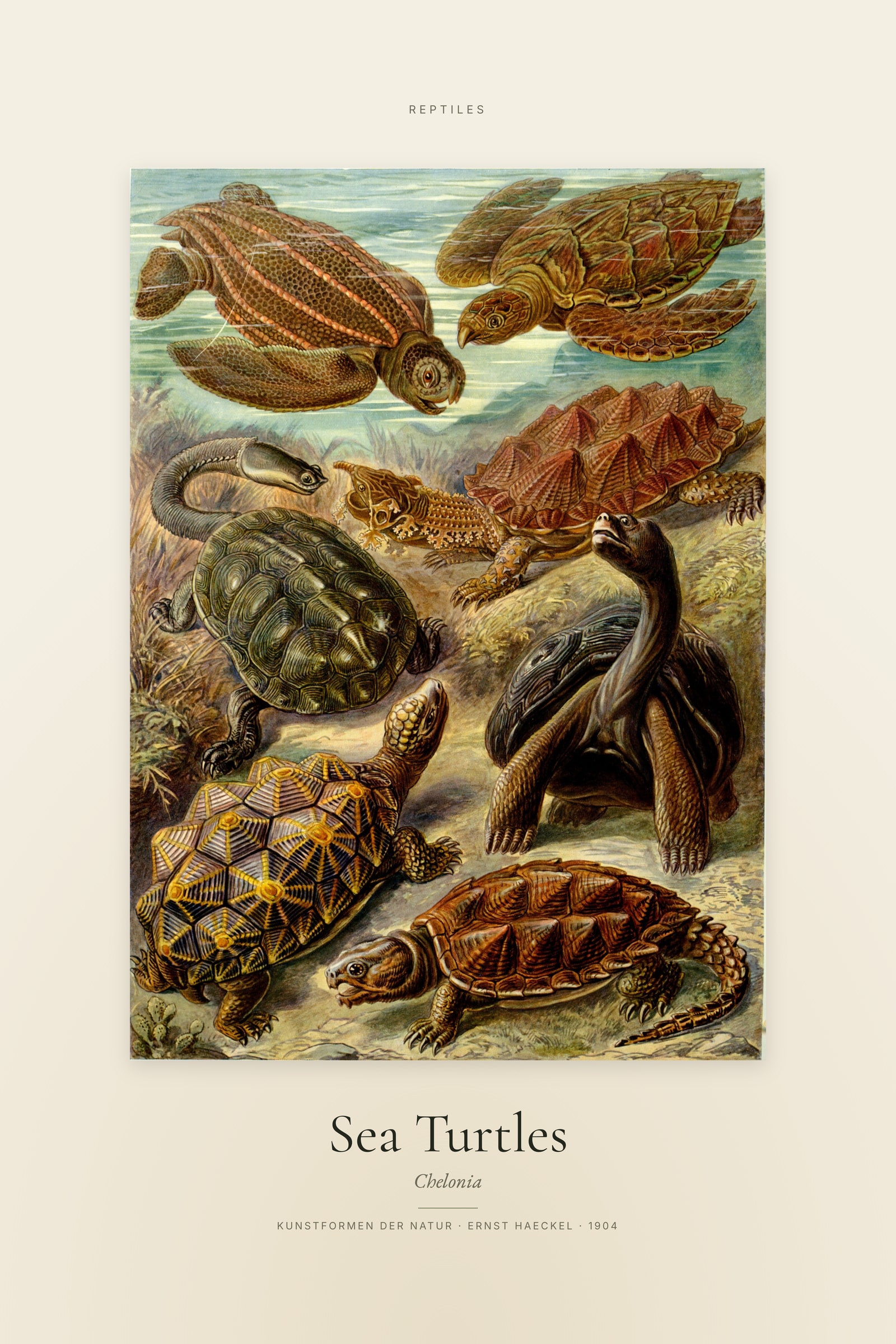 Sea Turtles — Specimen