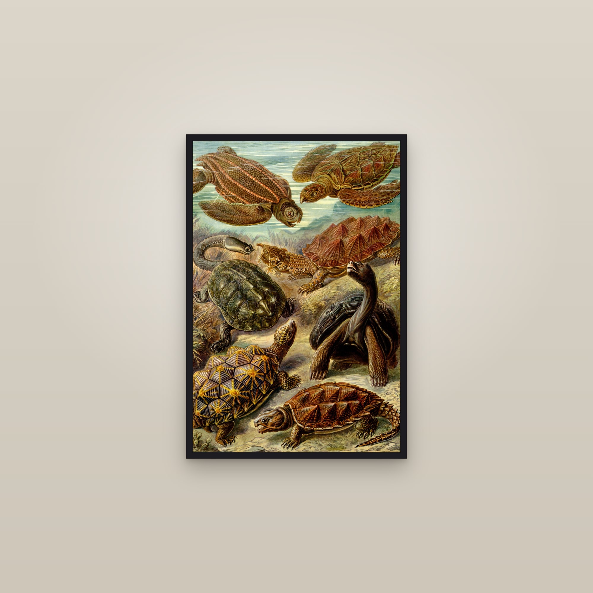Sea Turtles — framed in a gallery setting