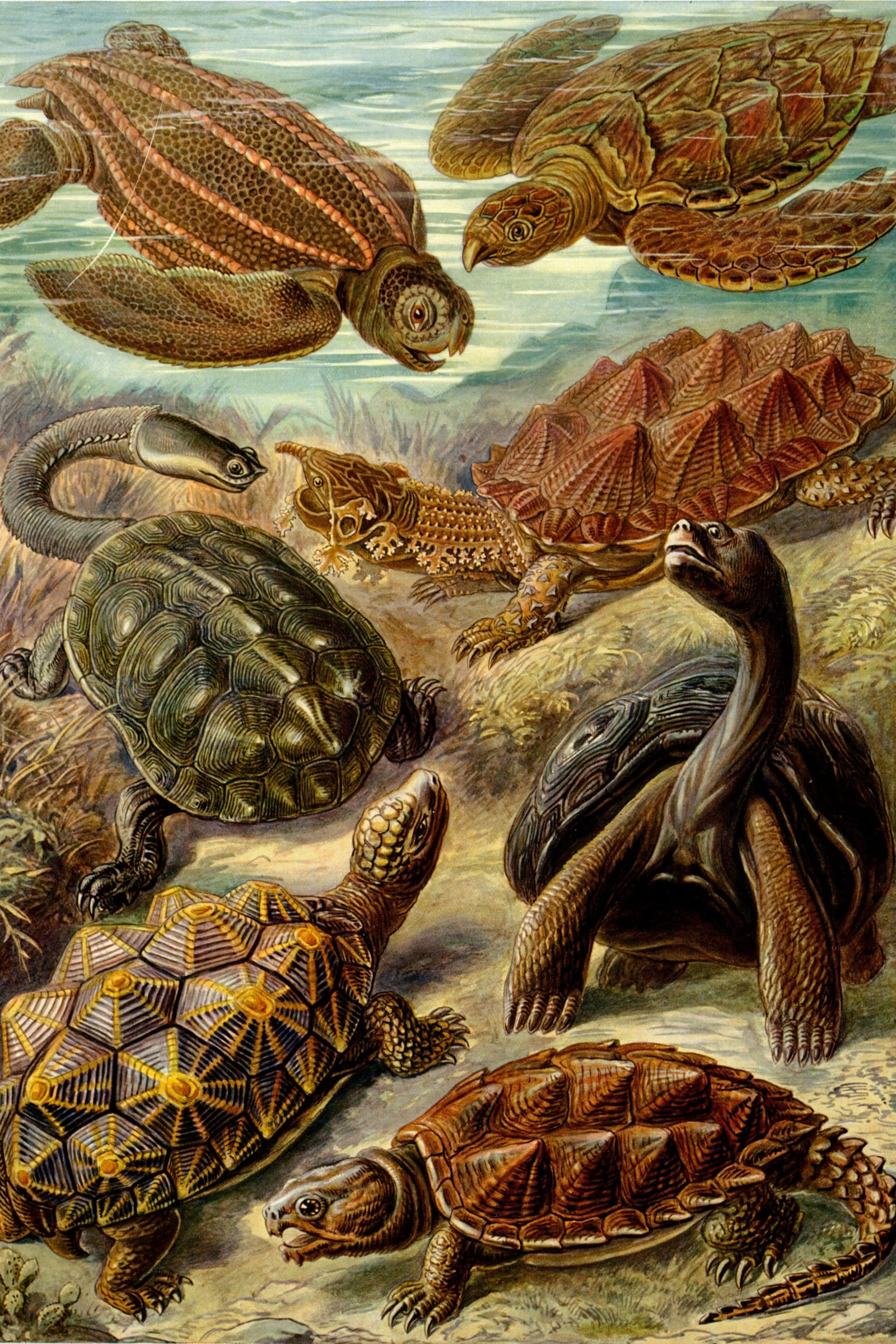 Sea Turtles