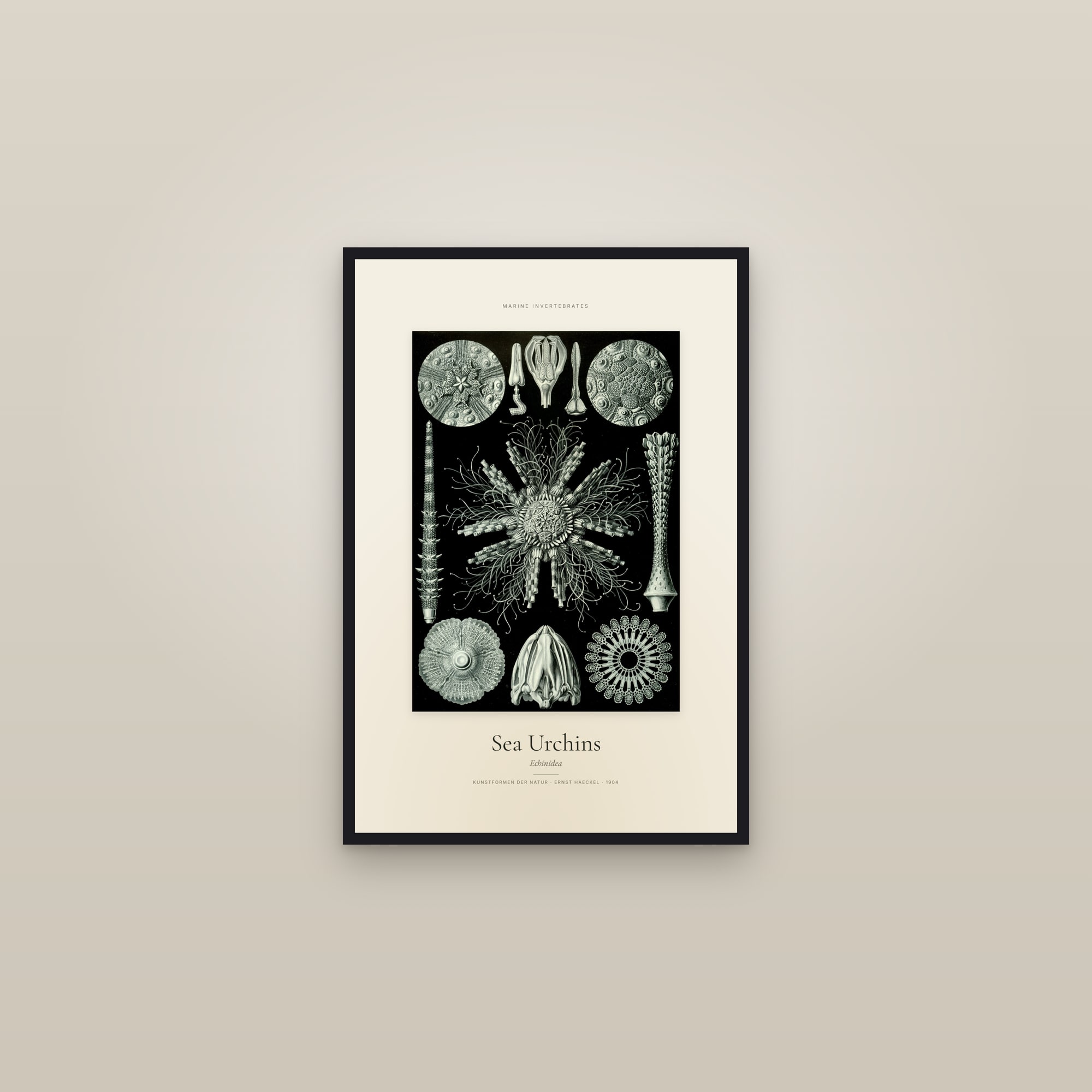 Sea Urchins — Specimen — framed in a gallery setting