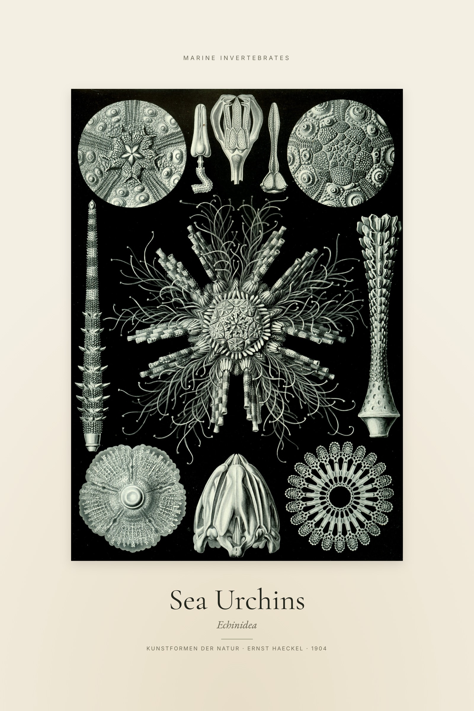 Sea Urchins — Specimen