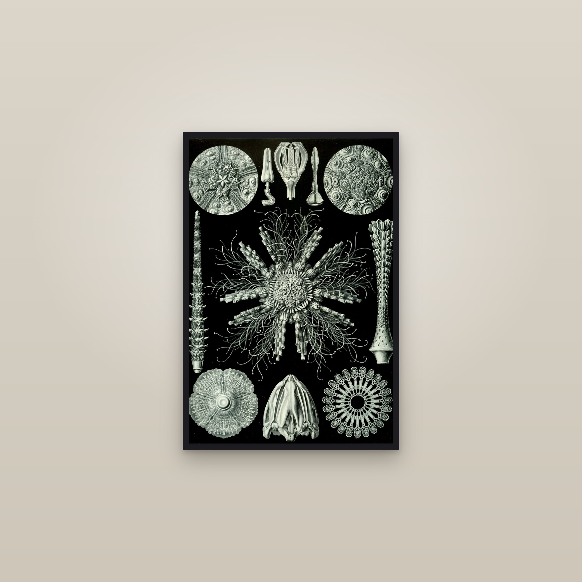 Sea Urchins — framed in a gallery setting