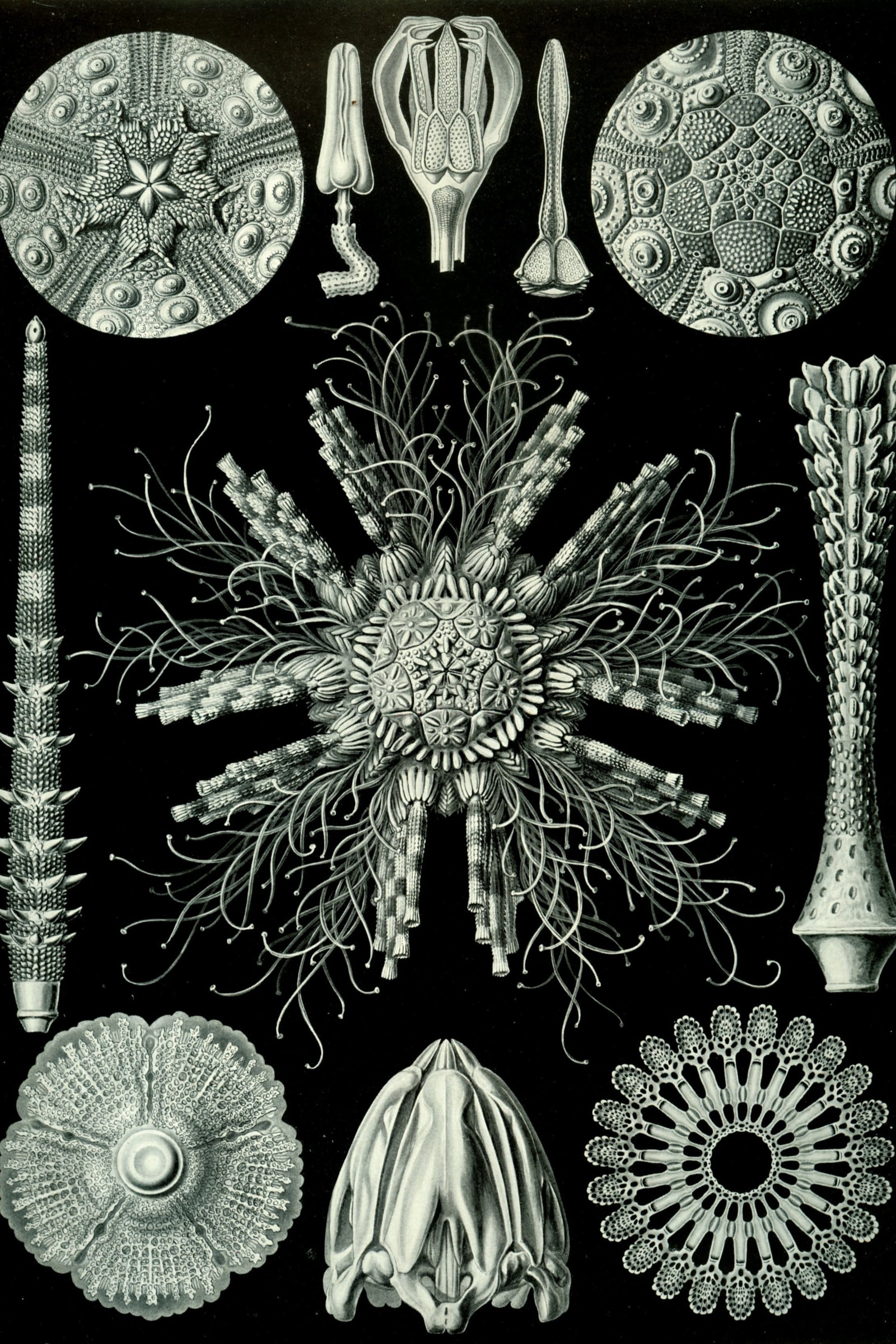 Sea Urchins