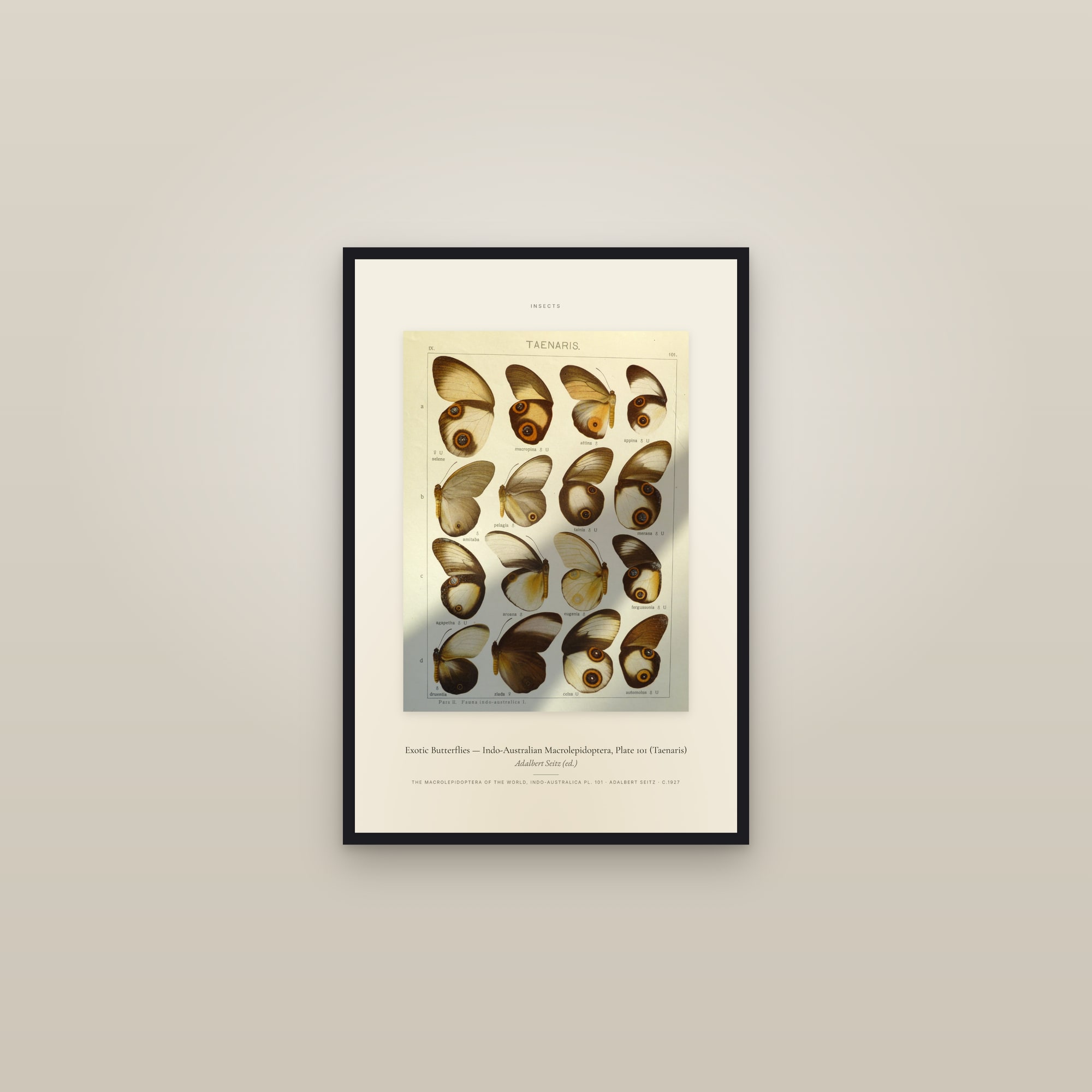 Exotic Butterflies (Plate 101) — Indo-Australian Macrolepidoptera, Plate 101 (Taenaris) — Specimen — framed in a gallery setting