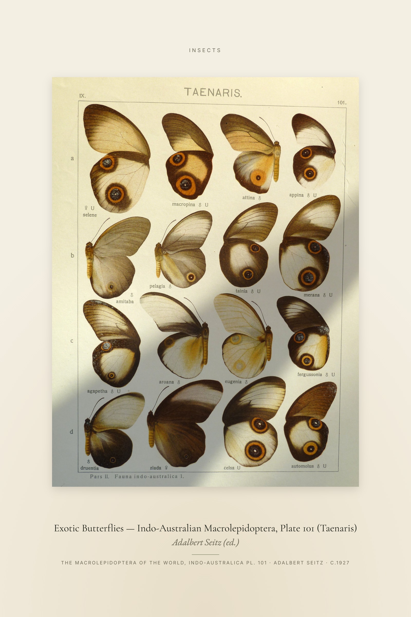 Exotic Butterflies (Plate 101) — Indo-Australian Macrolepidoptera, Plate 101 (Taenaris) — Specimen
