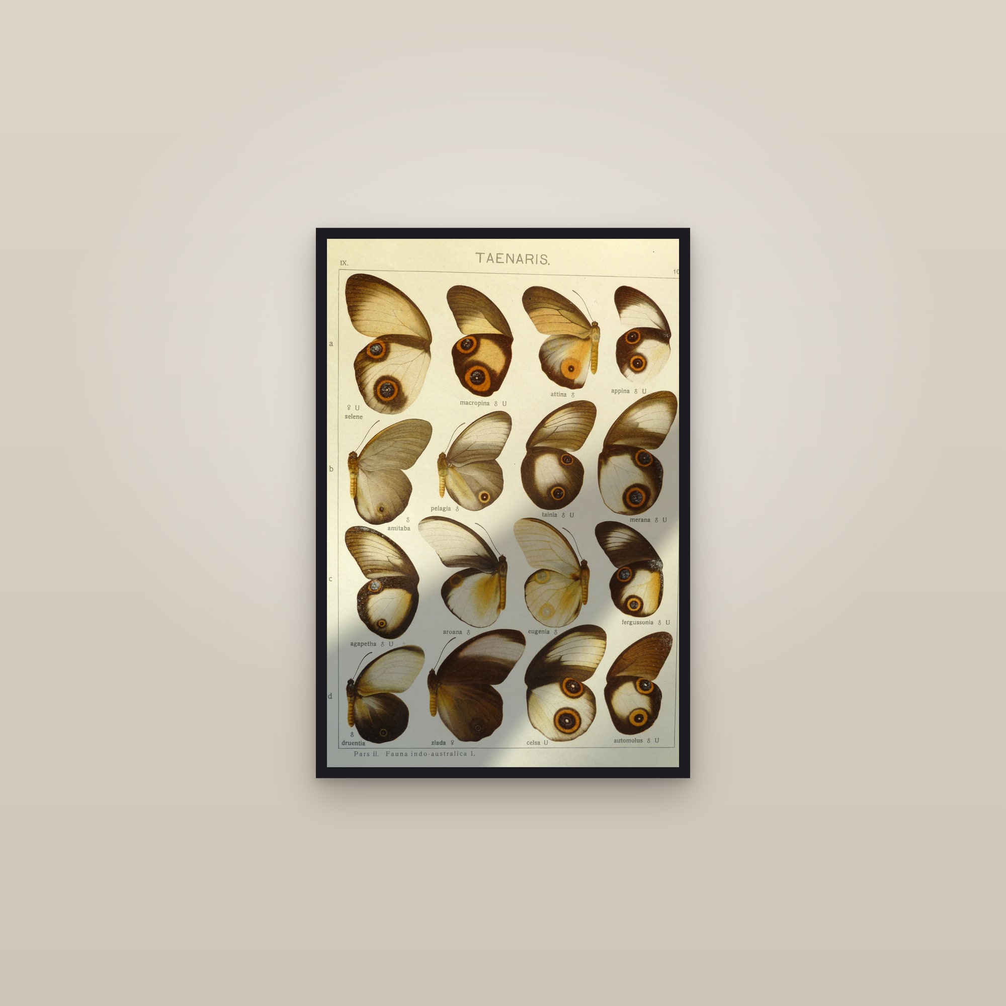 Exotic Butterflies (Plate 101) — Indo-Australian Macrolepidoptera, Plate 101 (Taenaris) — framed in a gallery setting