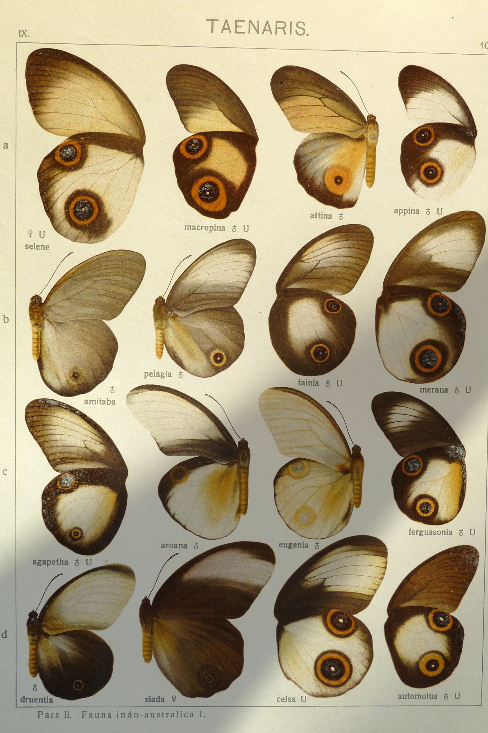 Exotic Butterflies (Plate 101) — Indo-Australian Macrolepidoptera, Plate 101 (Taenaris)