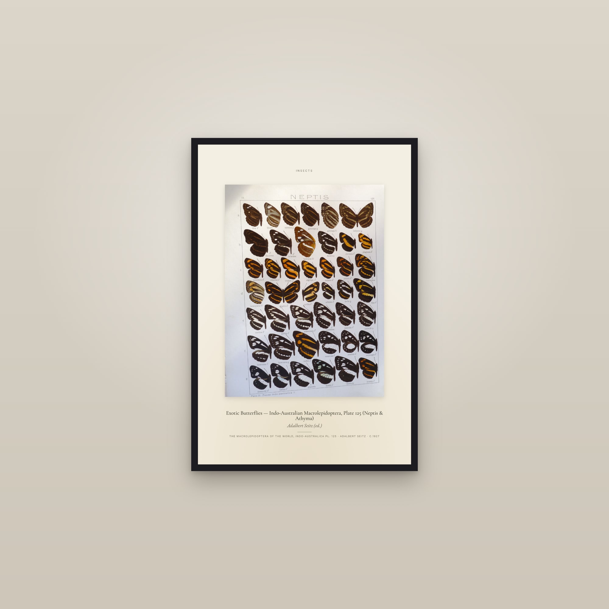 Exotic Butterflies (Plate 125) — Indo-Australian Macrolepidoptera, Plate 125 (Neptis & Athyma) — Specimen — framed in a gallery setting